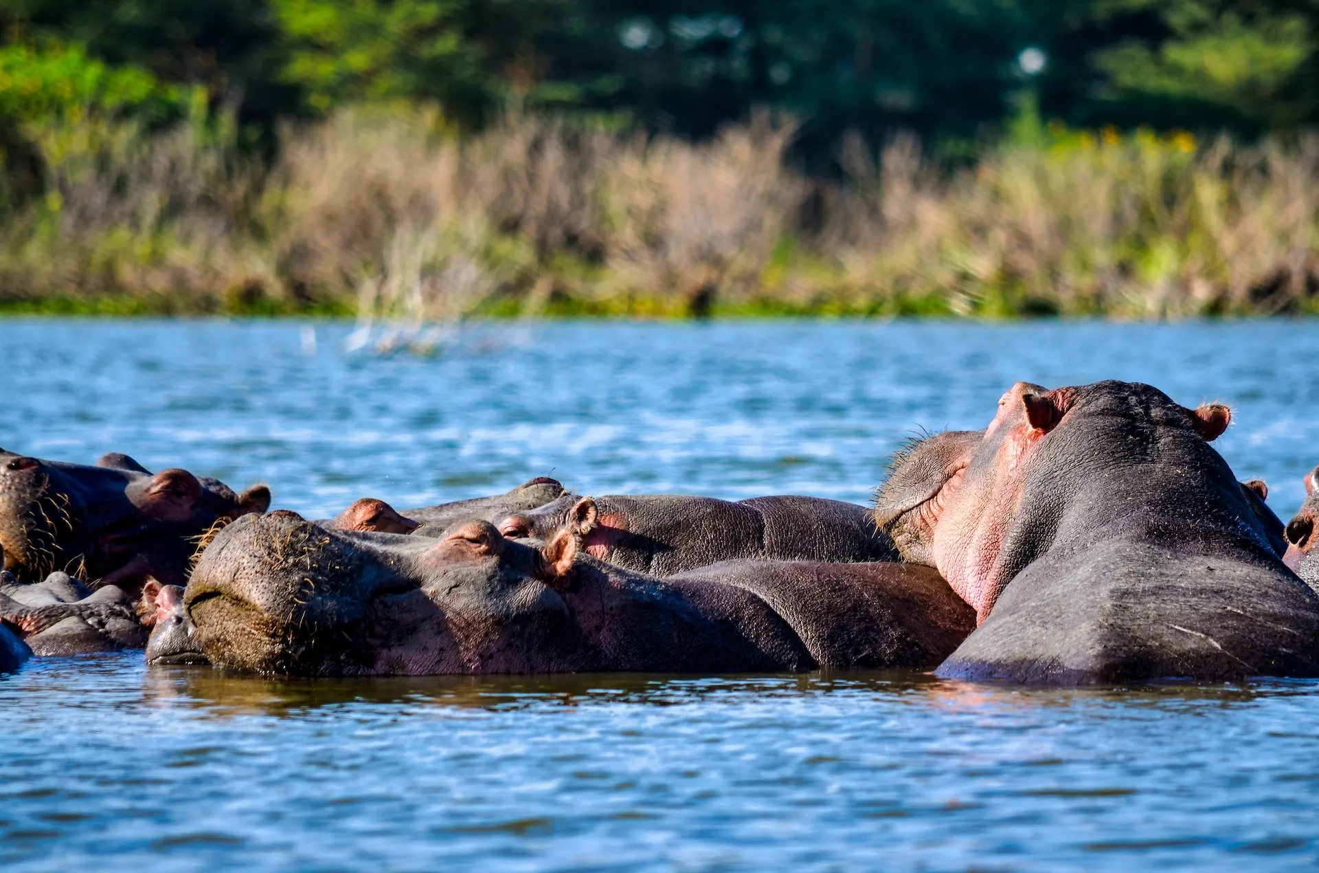 Hippopotamus in nakuru lake