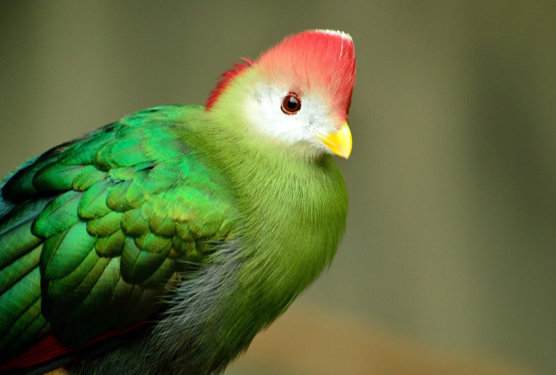 red crested turaco