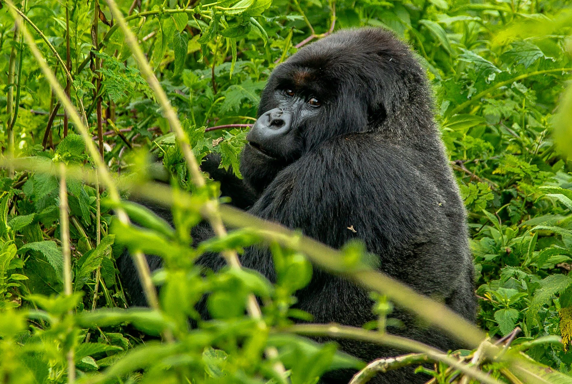 Mountain gorilla