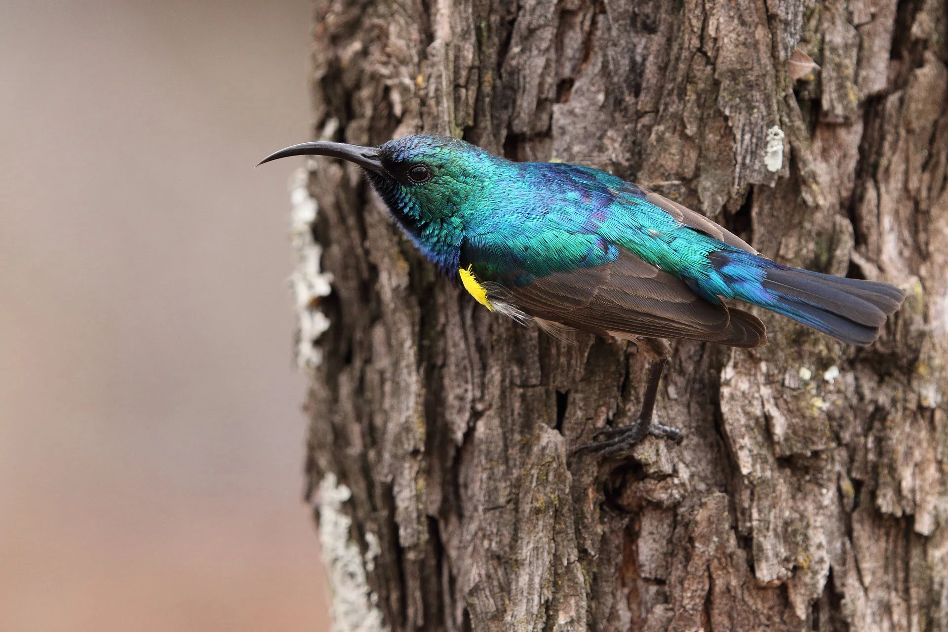 Rwanda Sunbird