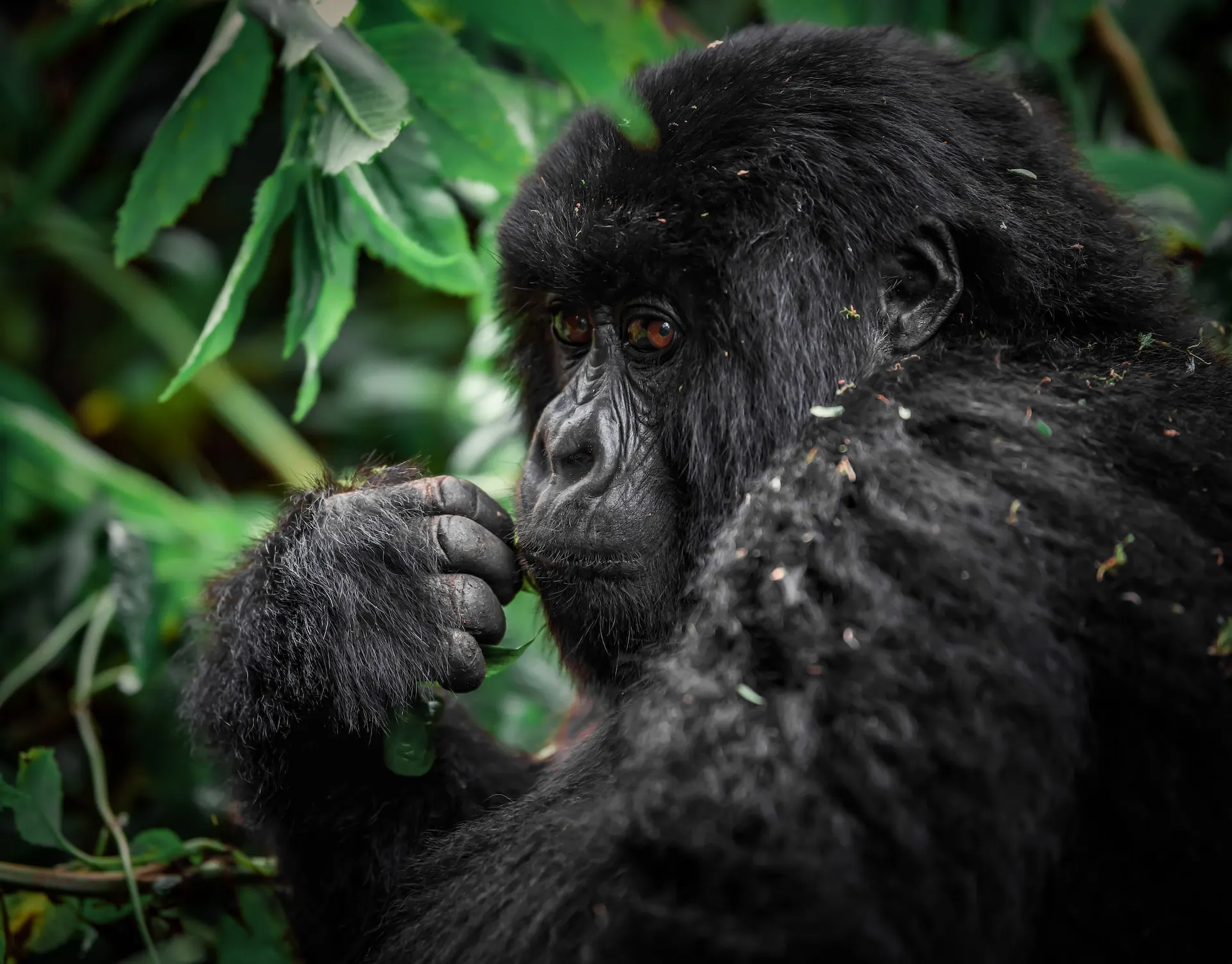 rwanda volcanoes national park gorilla