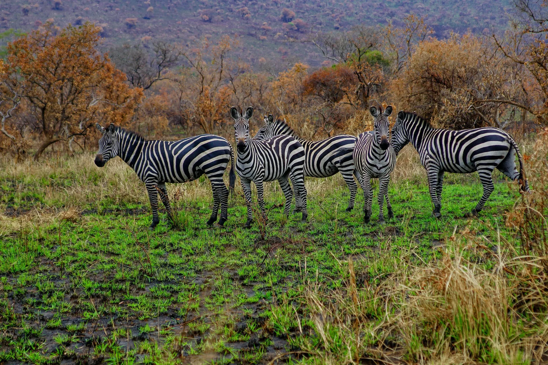 Herd of zebra in rwanda