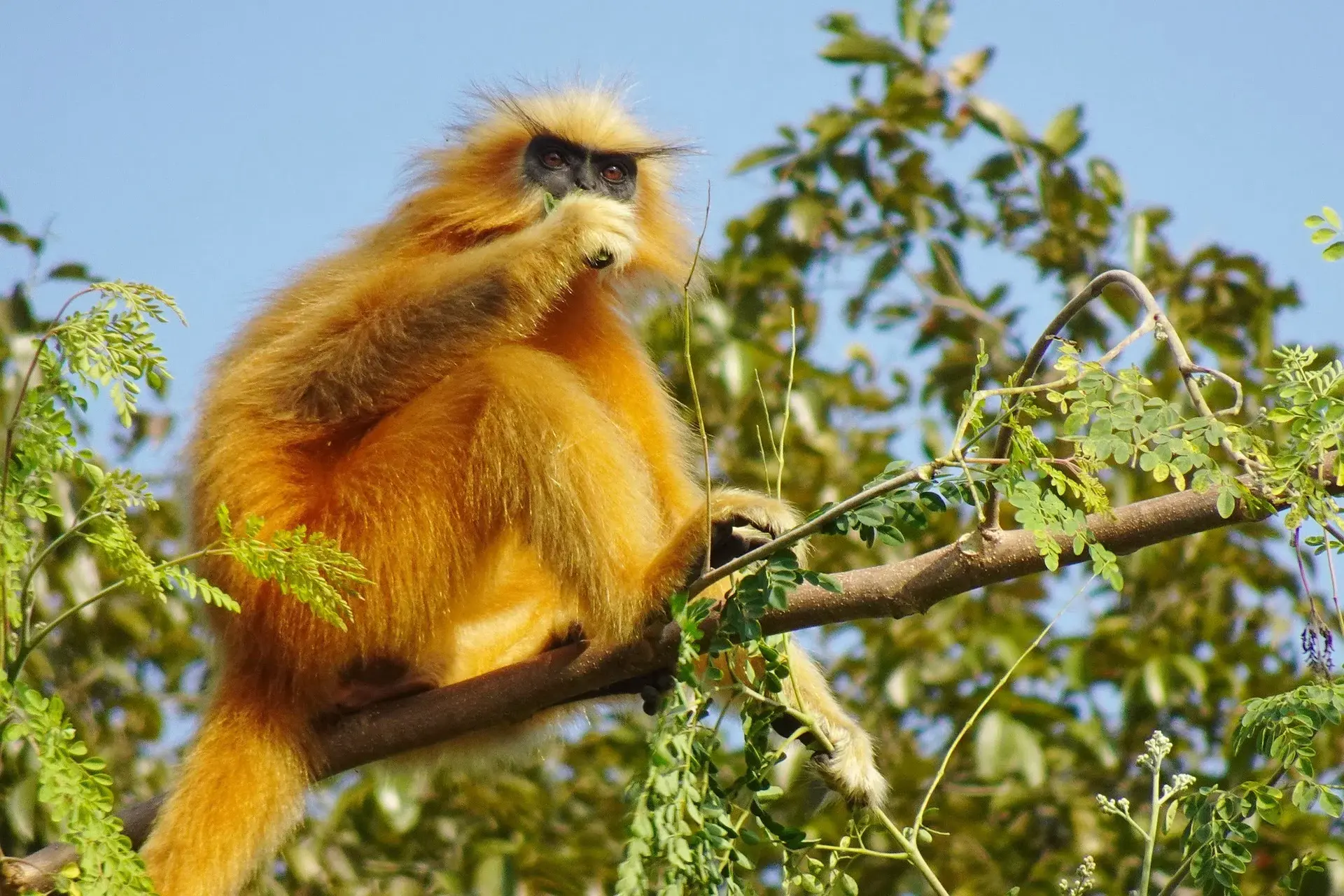 rwandan golden monkey