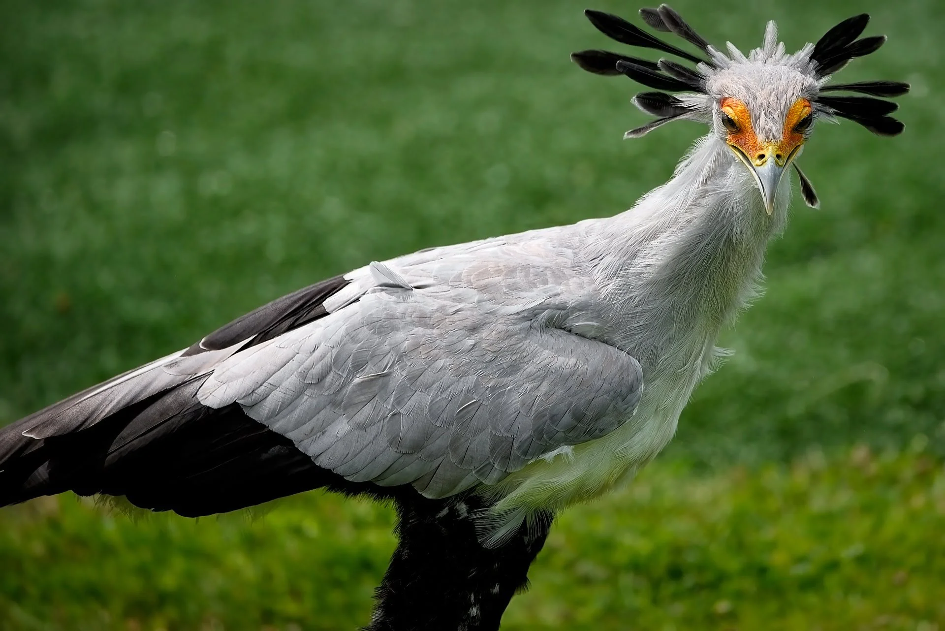 Secretary Bird