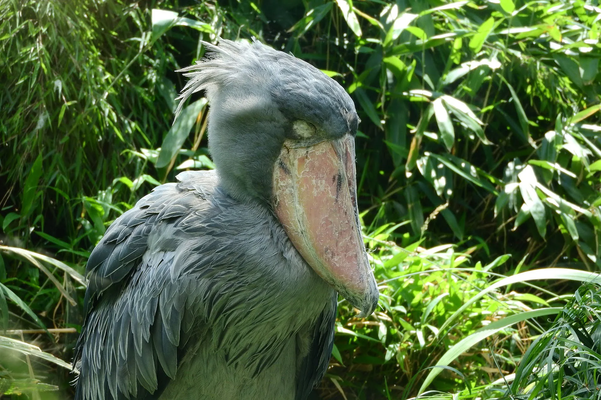 shoebill africa