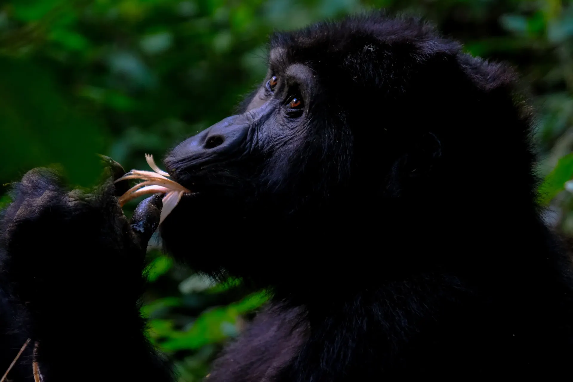 volcanoes park gorilla with flower