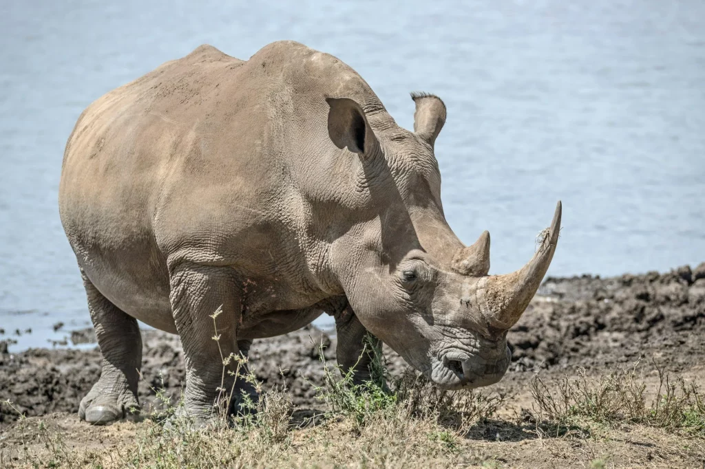 White Rhinoceros