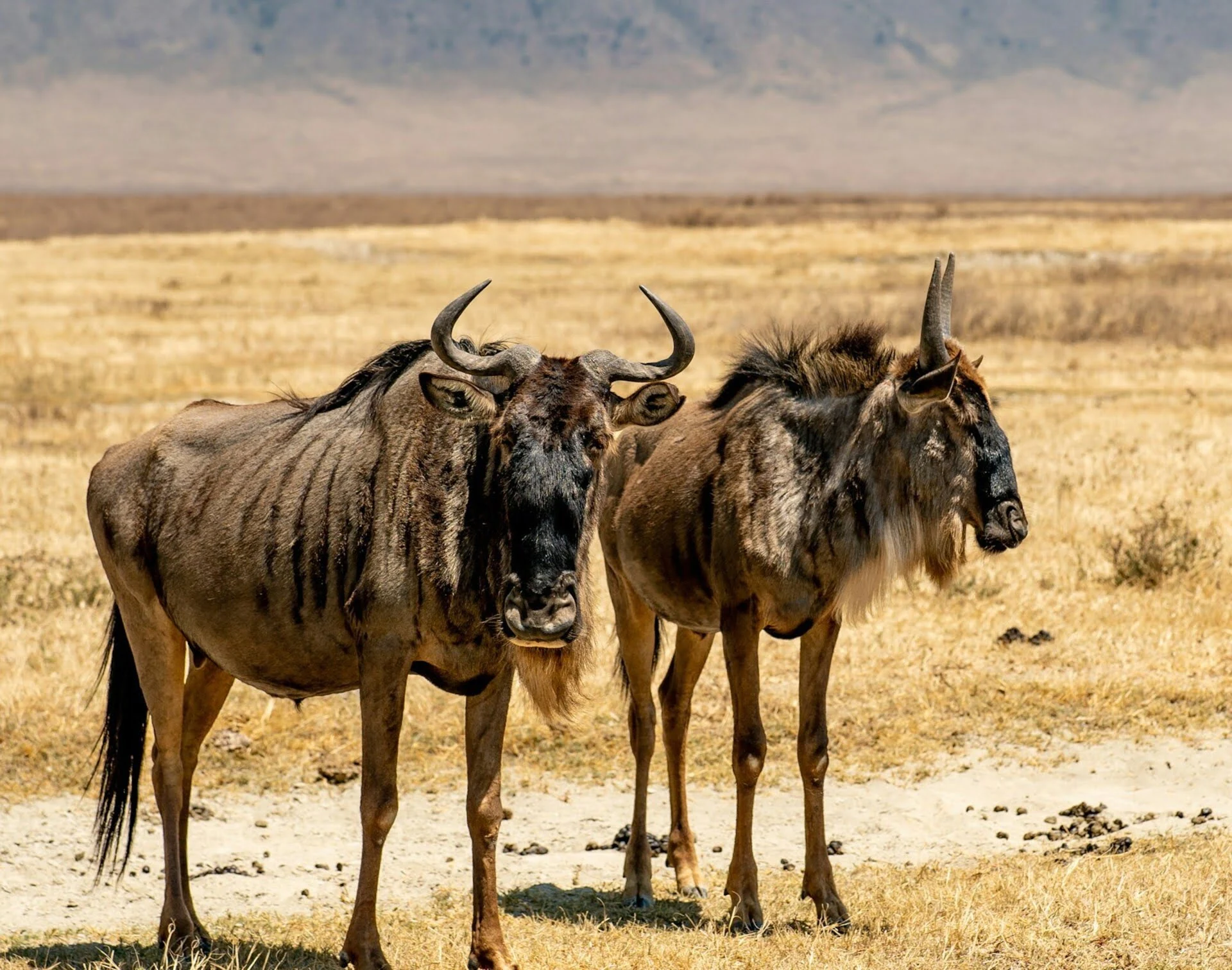 Wildebeest Appearance How it looks