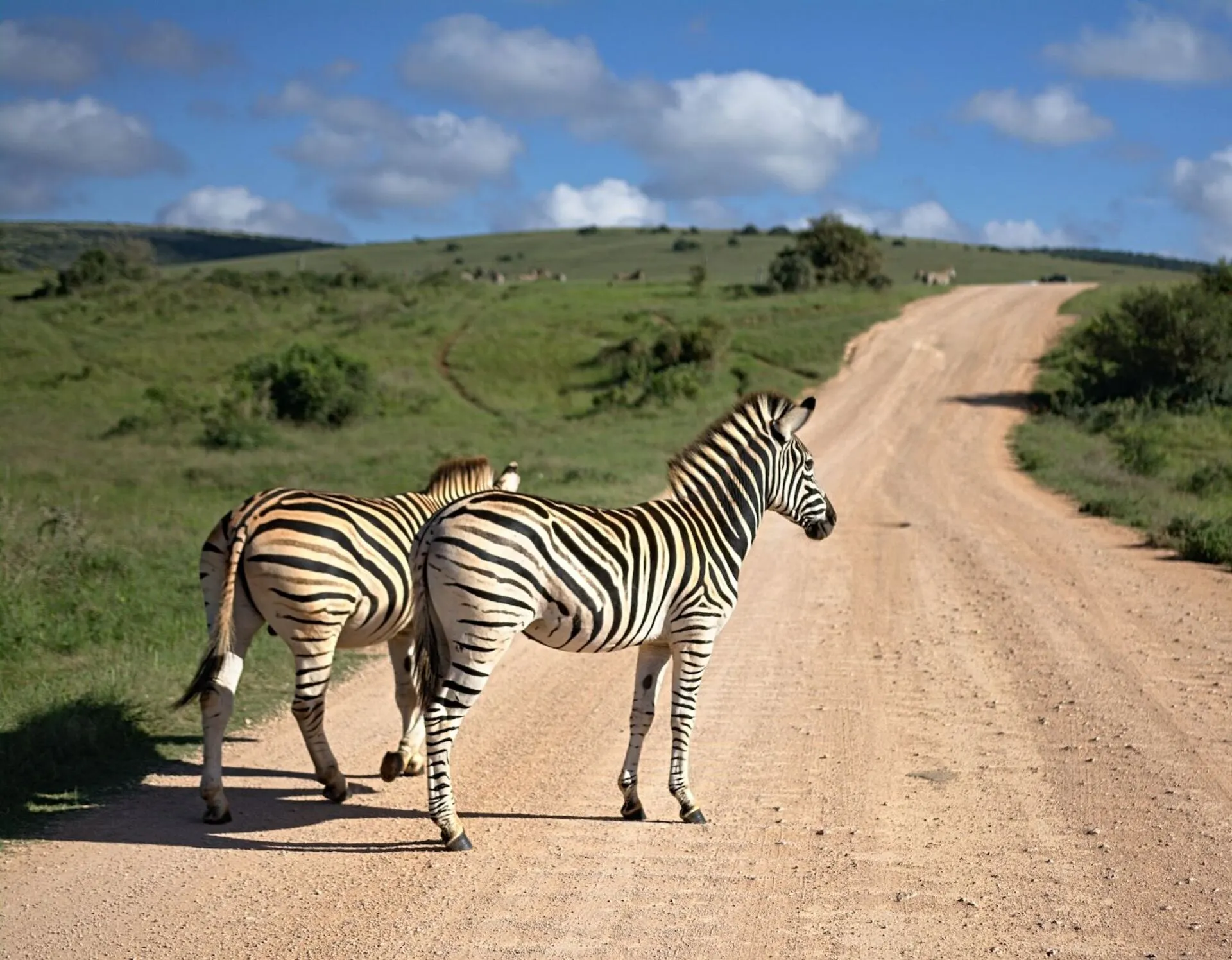 Zebra Appearance