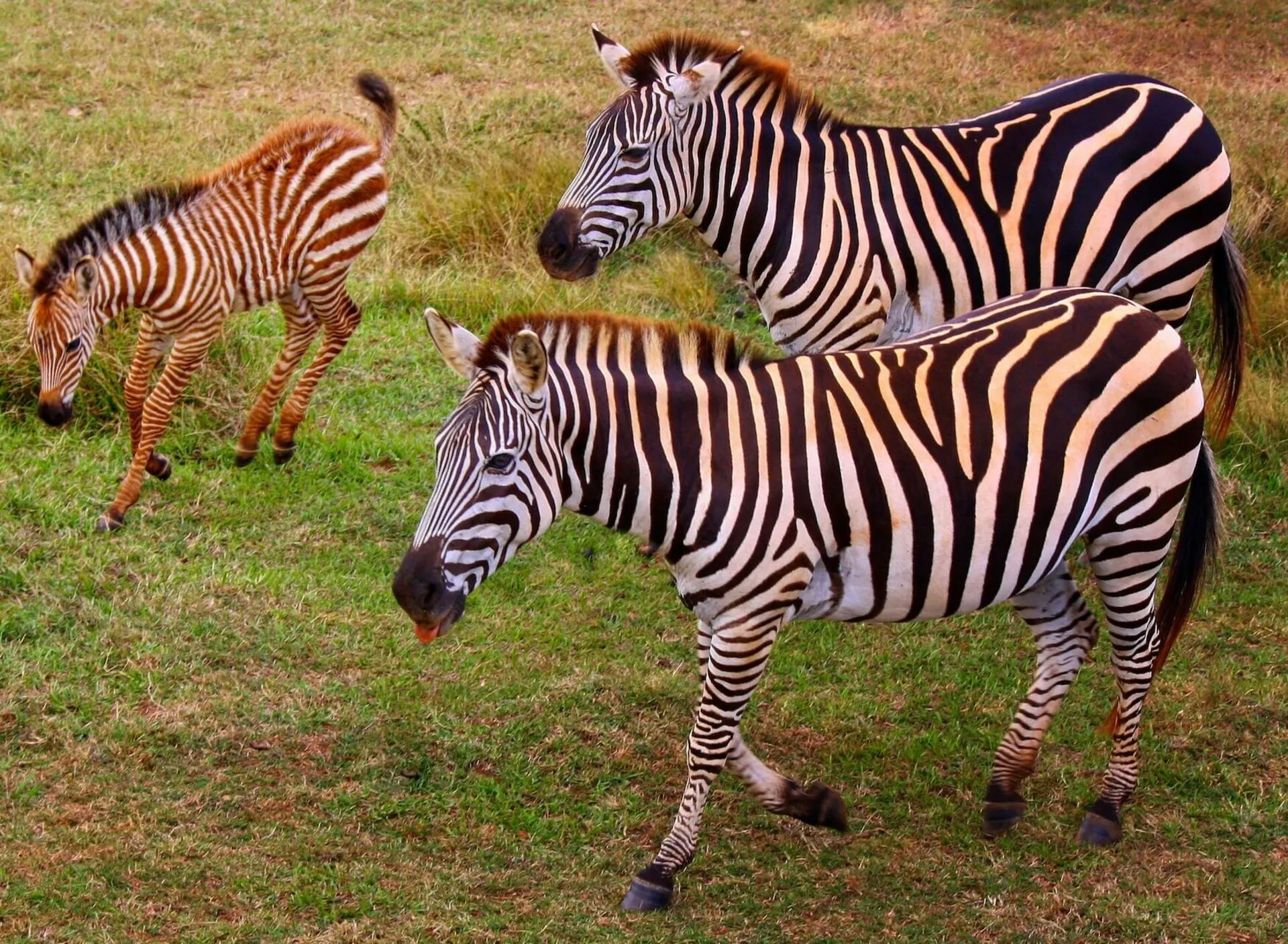 What do zebras like to eat?