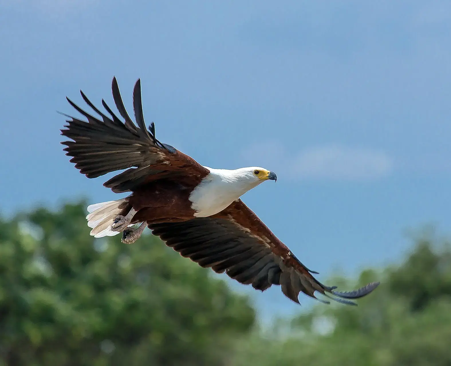 African fish eagle habitat and distribution