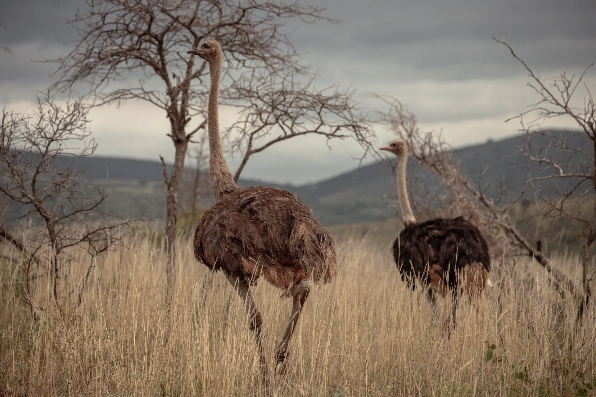 ostrich overview