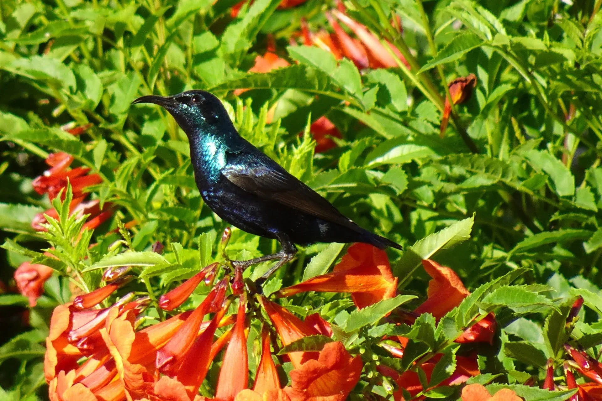 Purple-sunbird