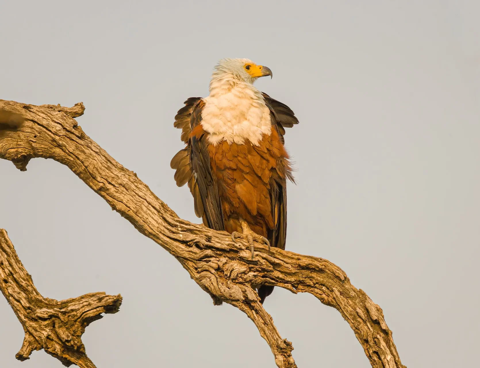 African Fish Eagle migration pattern