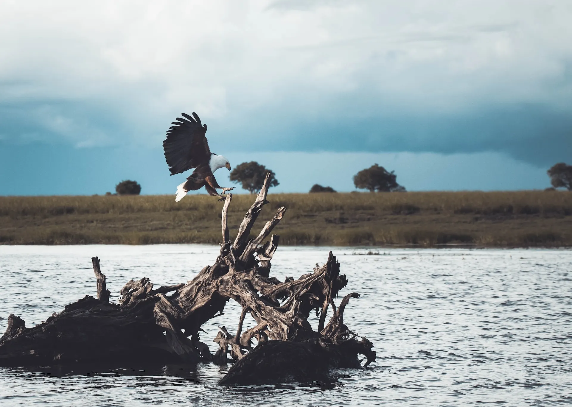 What african fish eagle like to eat 