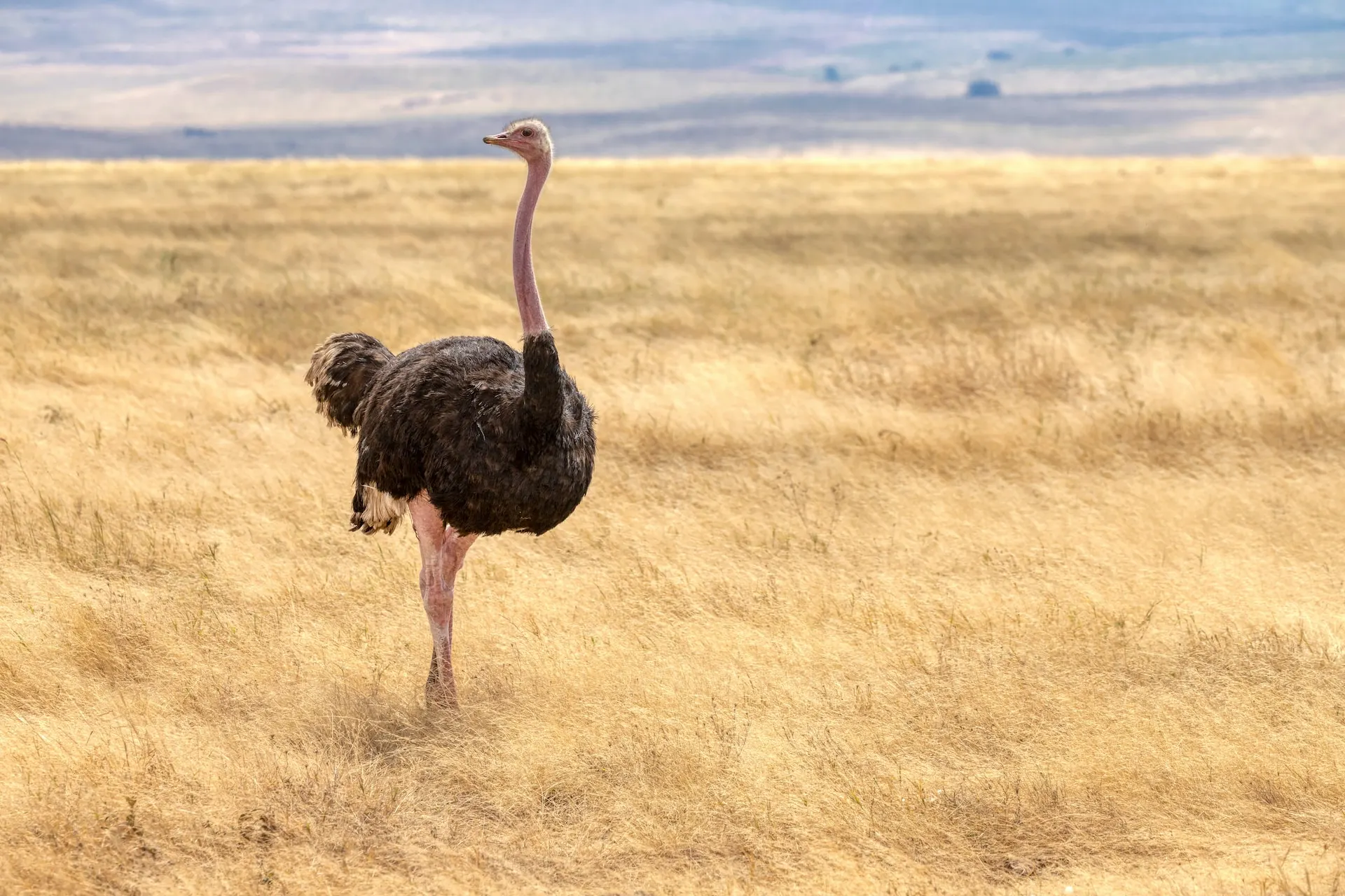 Cultural importance of african ostrich