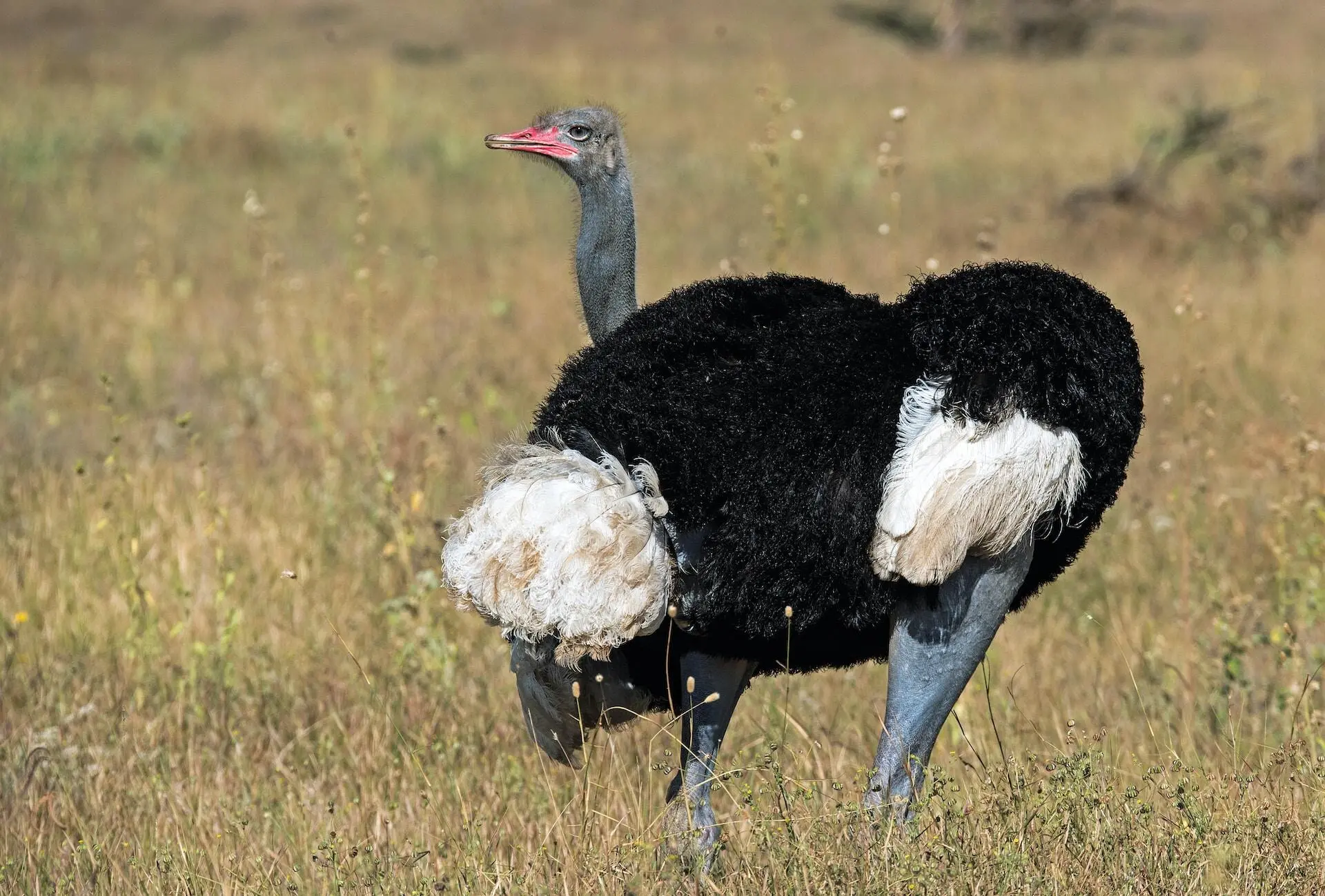 Migration Pattern of African Ostrich