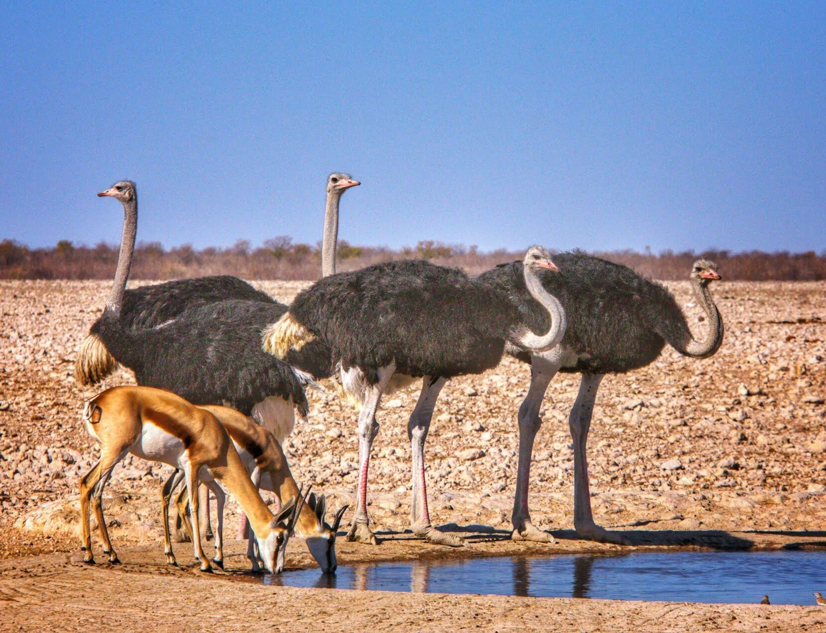 What african ostrich like to eat