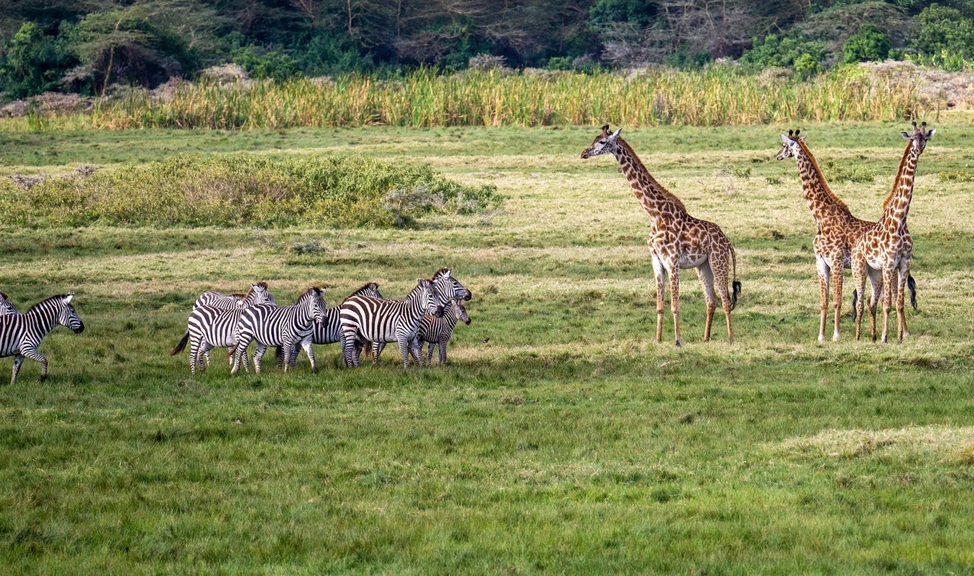 Giraffe and Zebras in Arusha