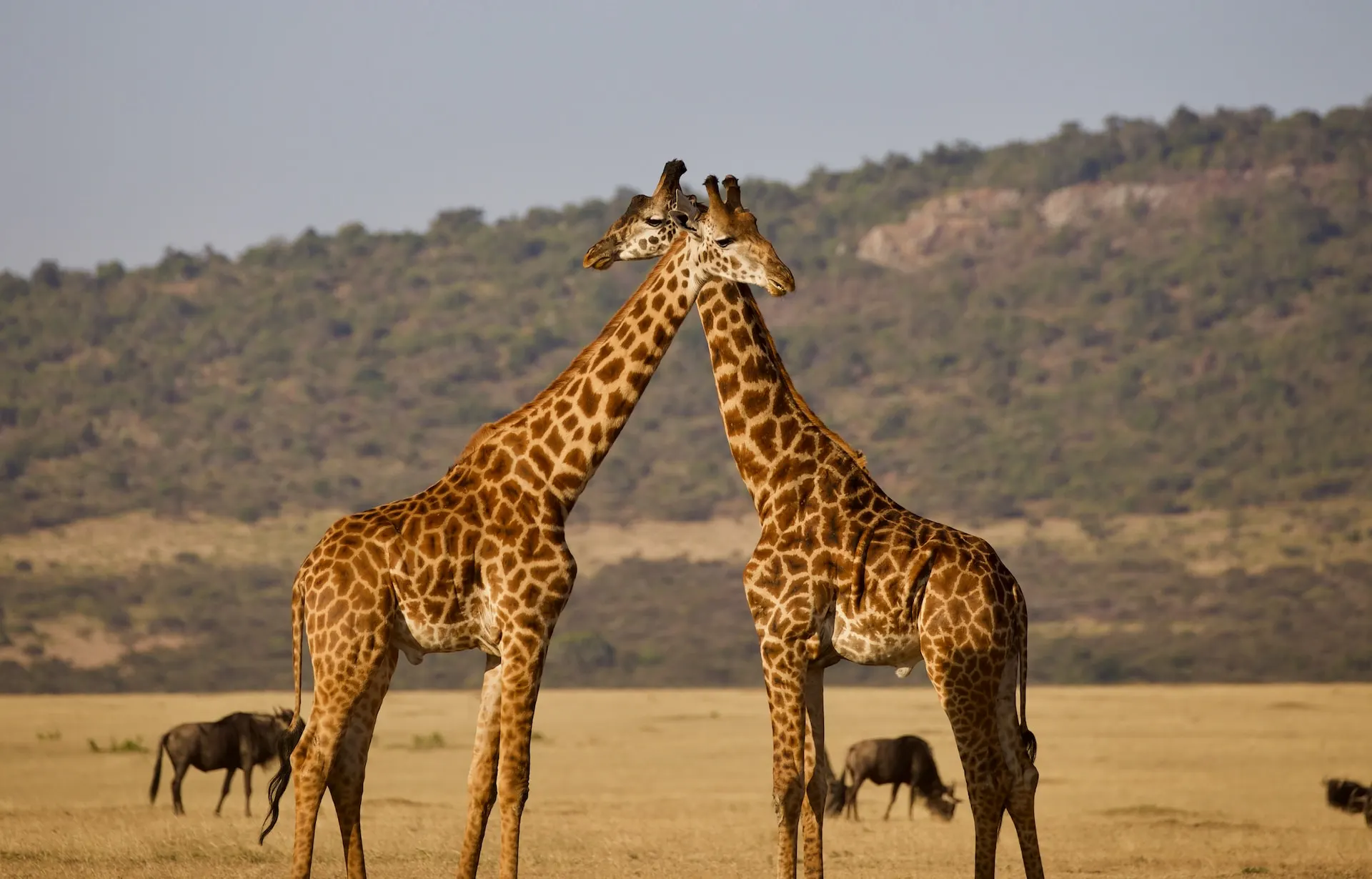 Arusha National Park, Tanzania