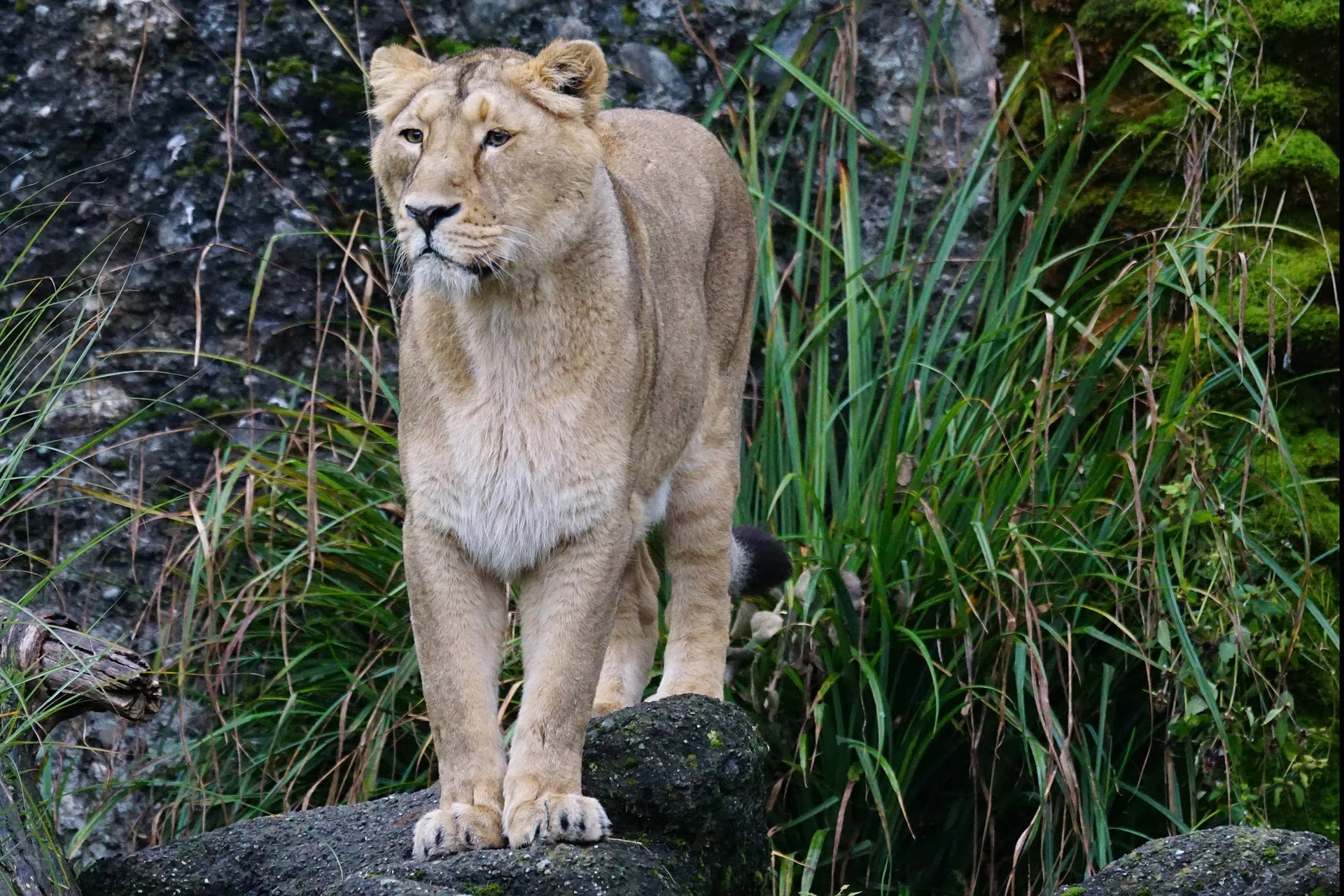 asiatic-lion-habitat-distribution