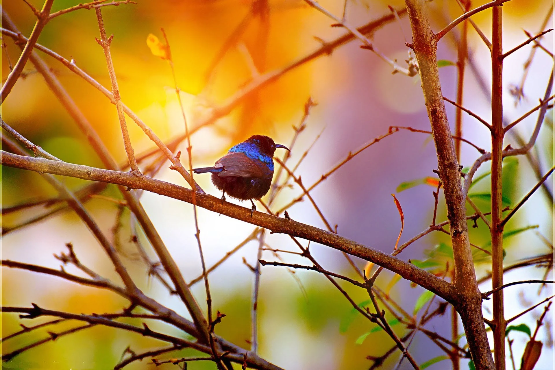 black-throated-sunbird