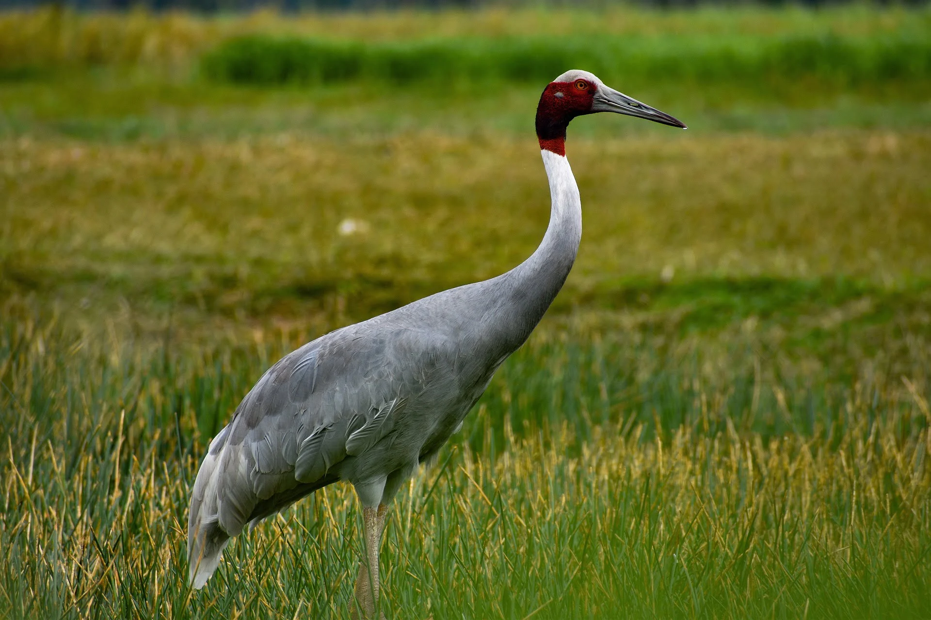 blue-crane