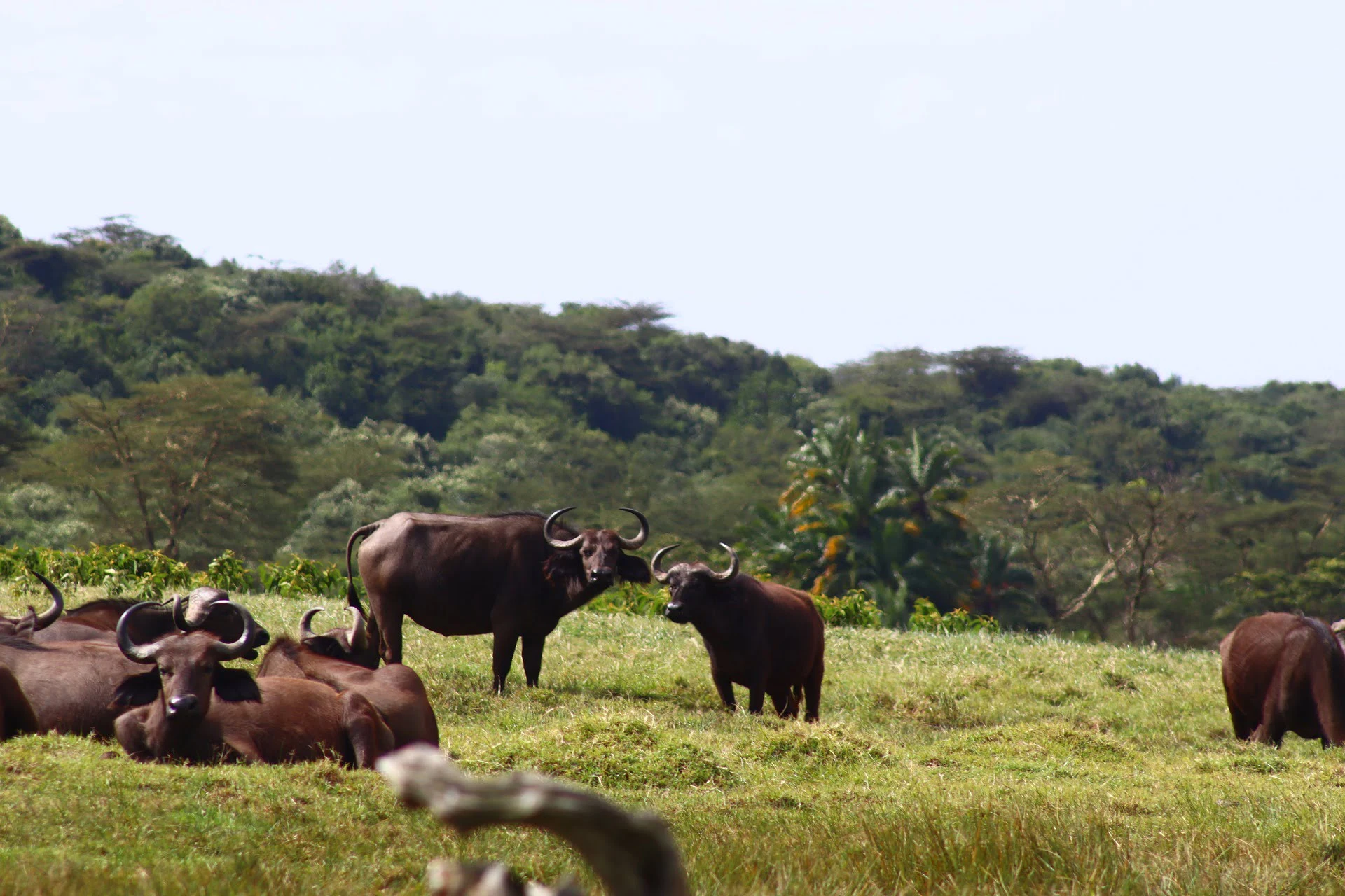 Buffalo in arusha