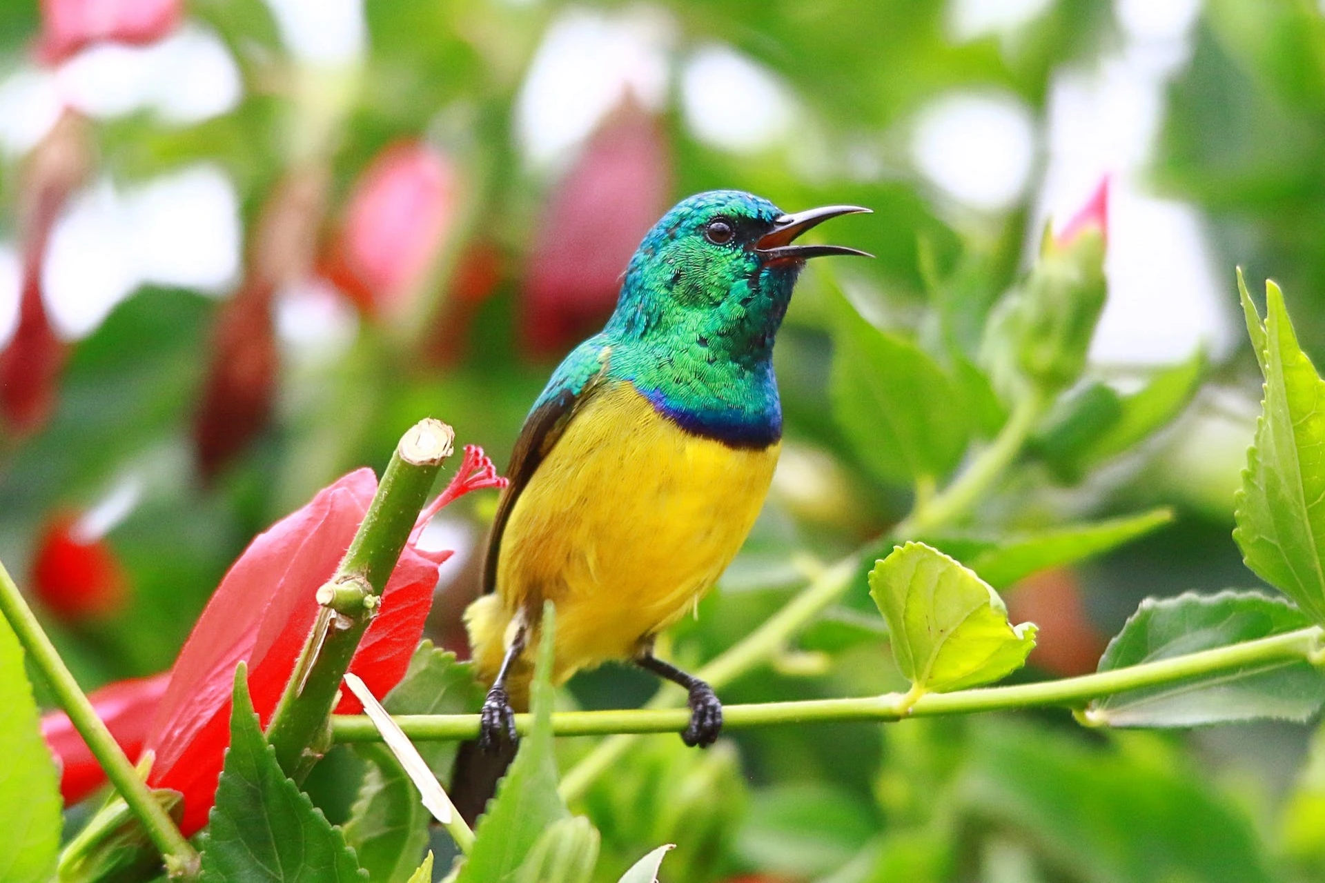 collared-sunbird