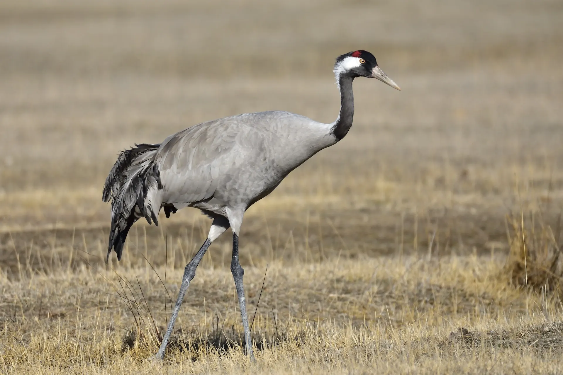 common-crane