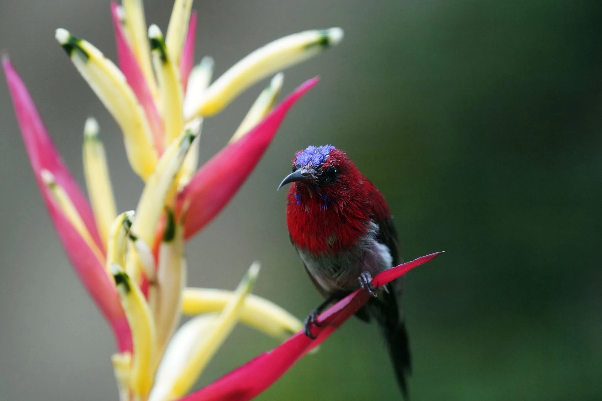 crimson-sunbird