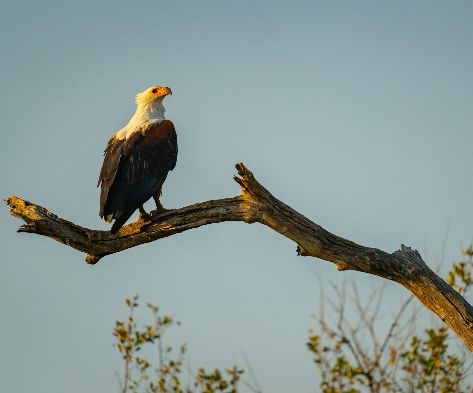 cultural-importance-african-fish-eagle