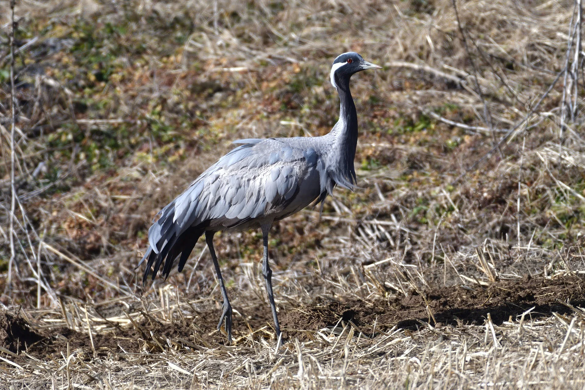 demoiselle-crane