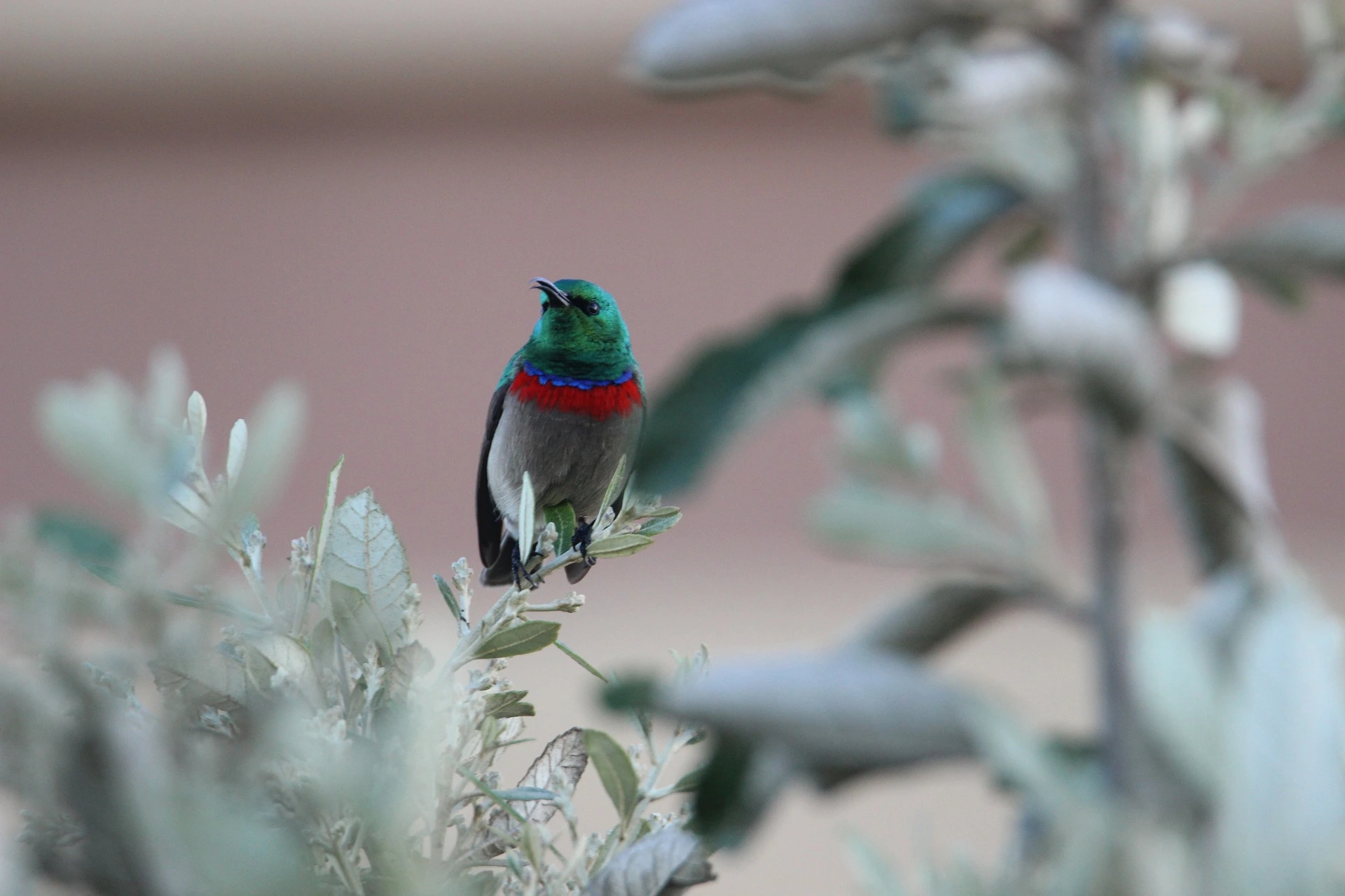 double-collared-sunbird