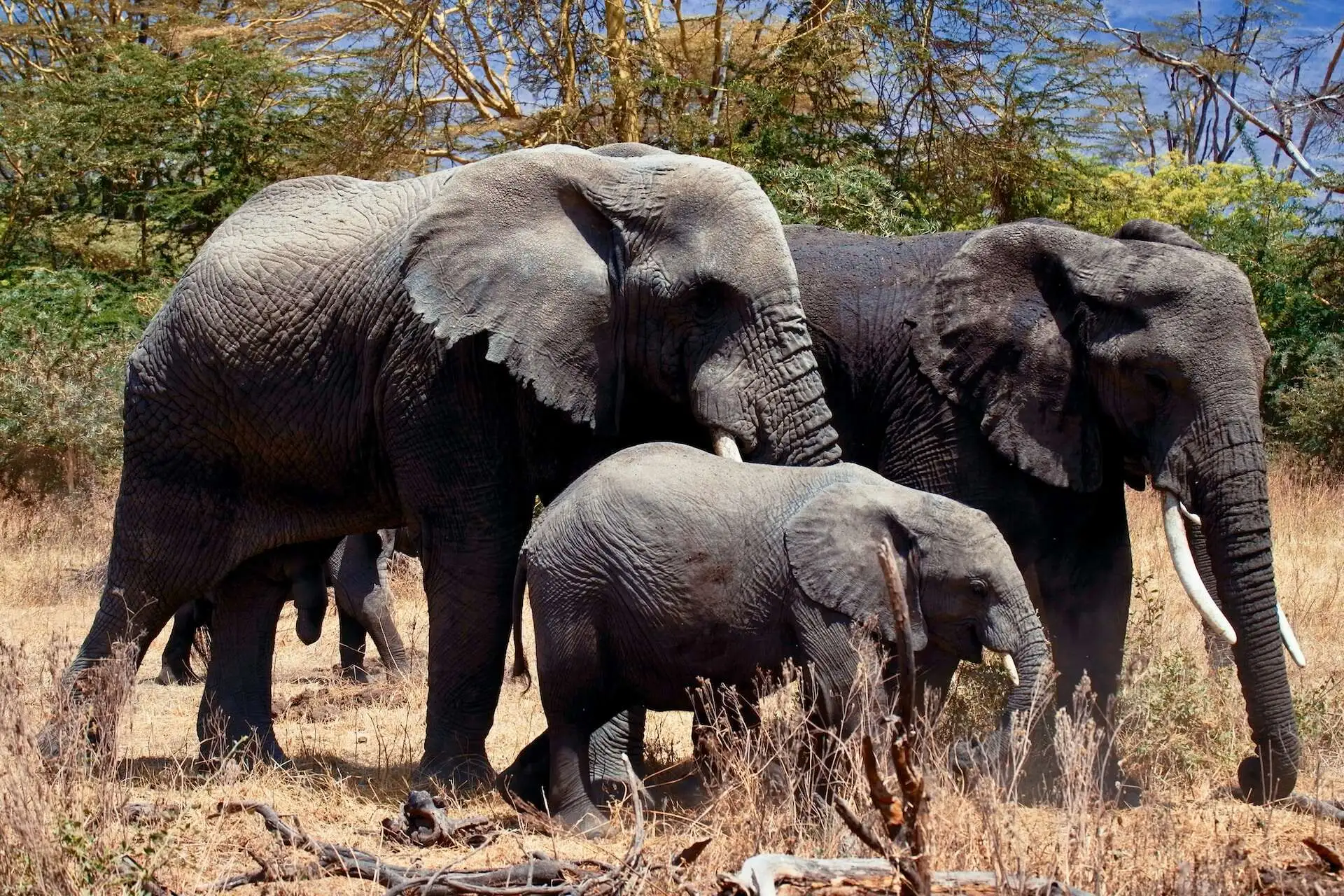 African Elephant in Arusha