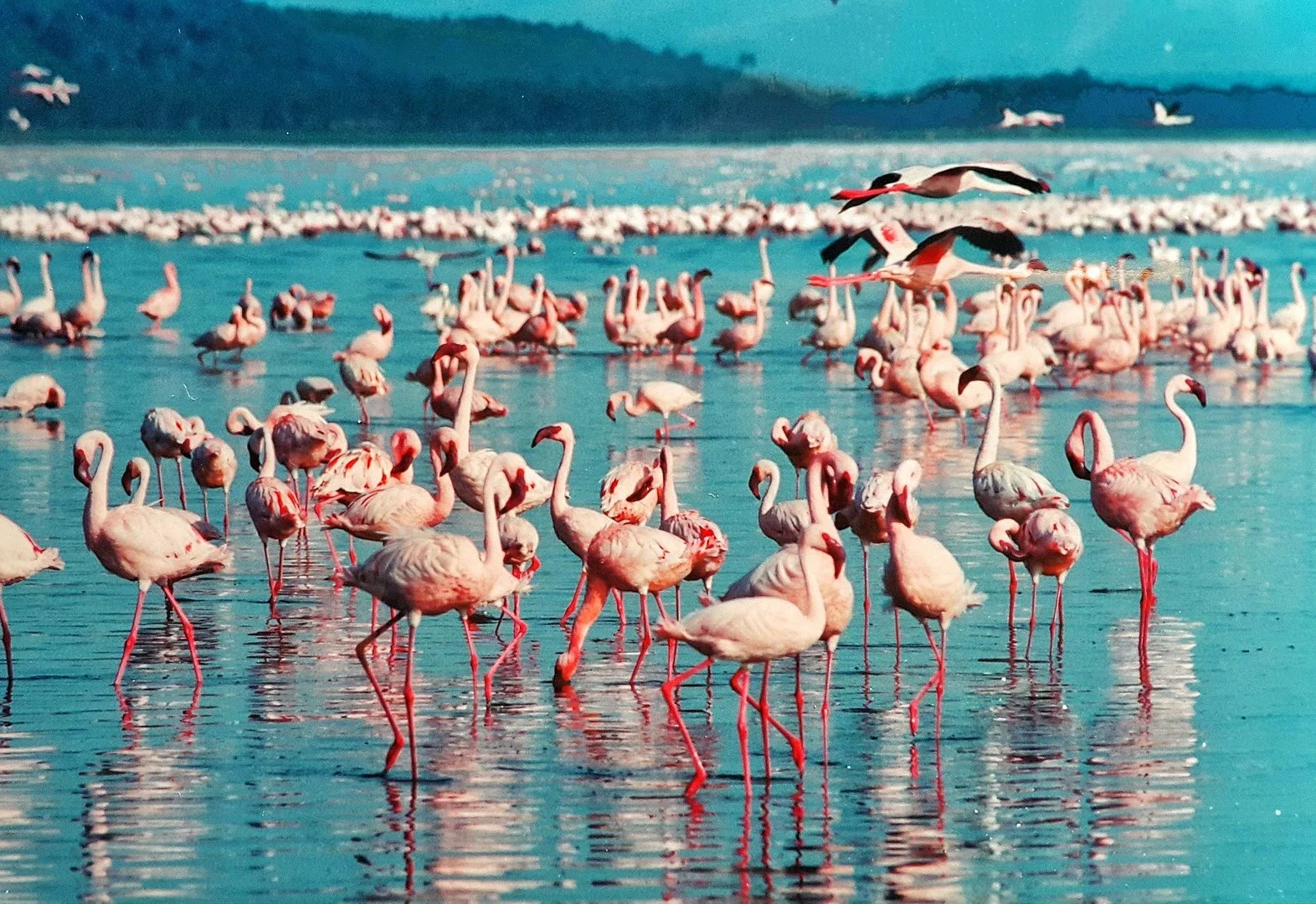 flamingo-cultural-importance