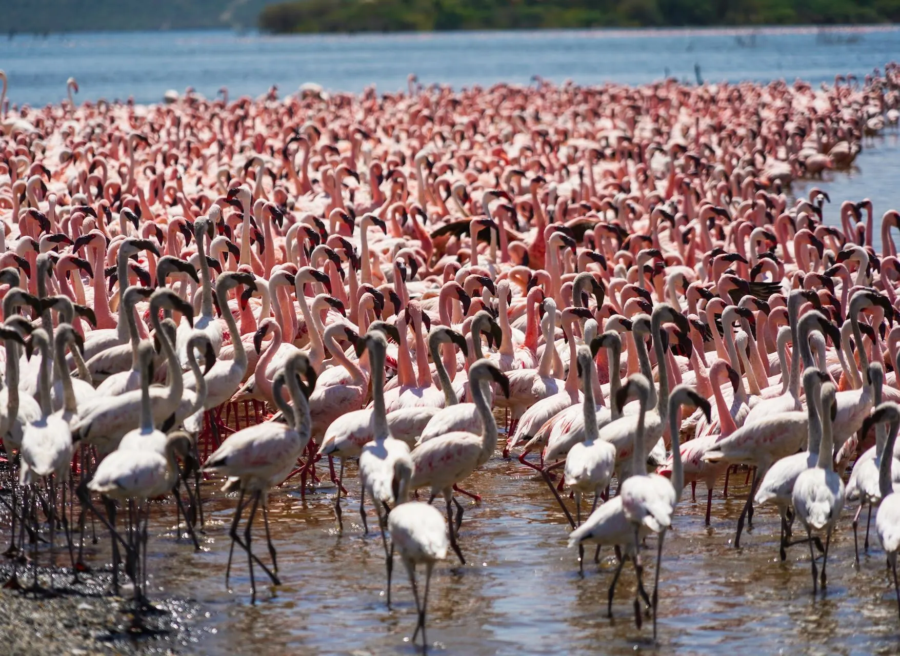 where you can find flamingo in africa