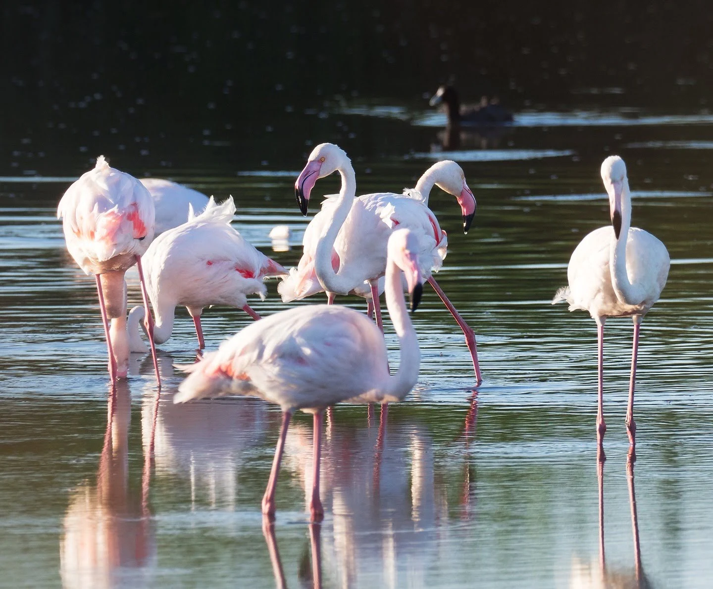 Flamingo Migration Pattern