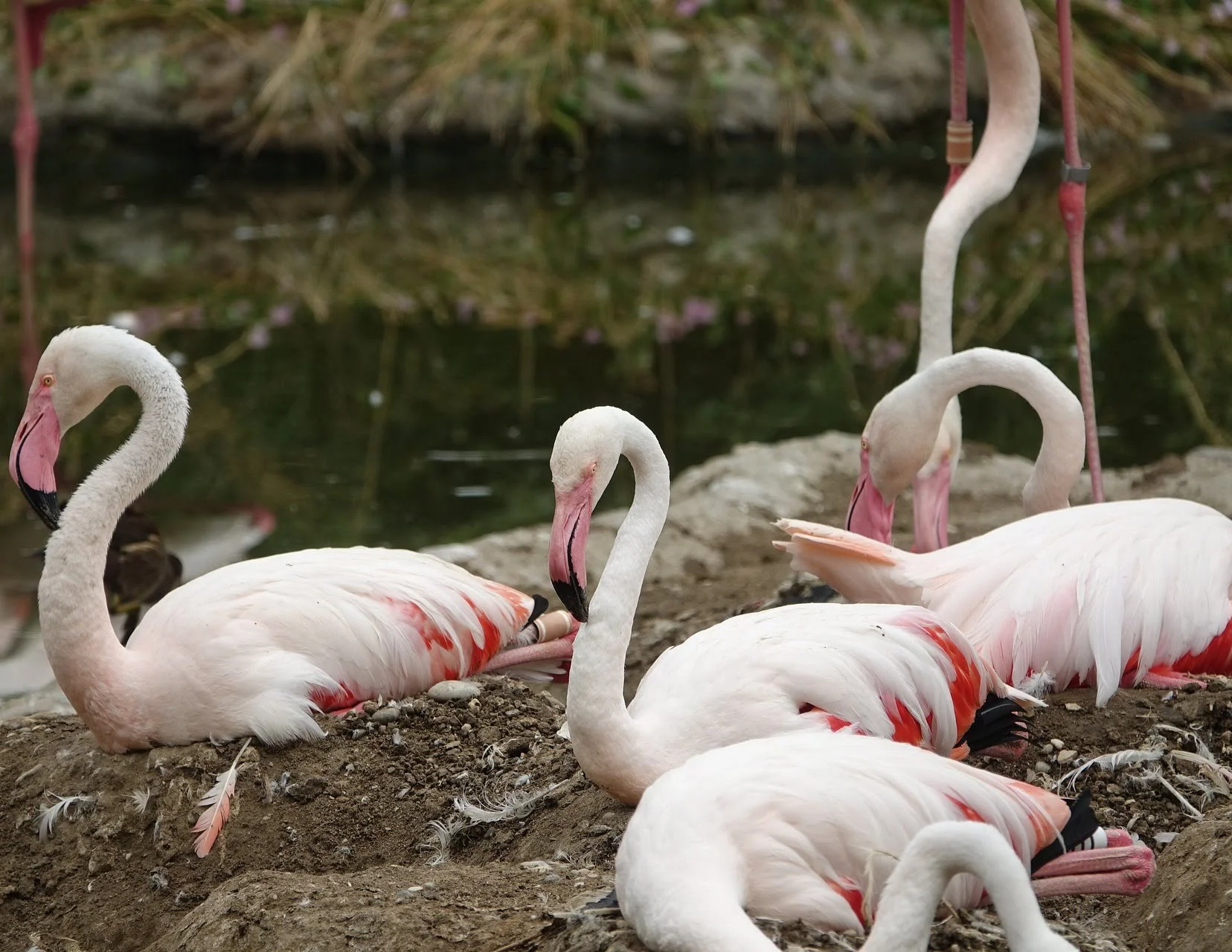 flamingo overview