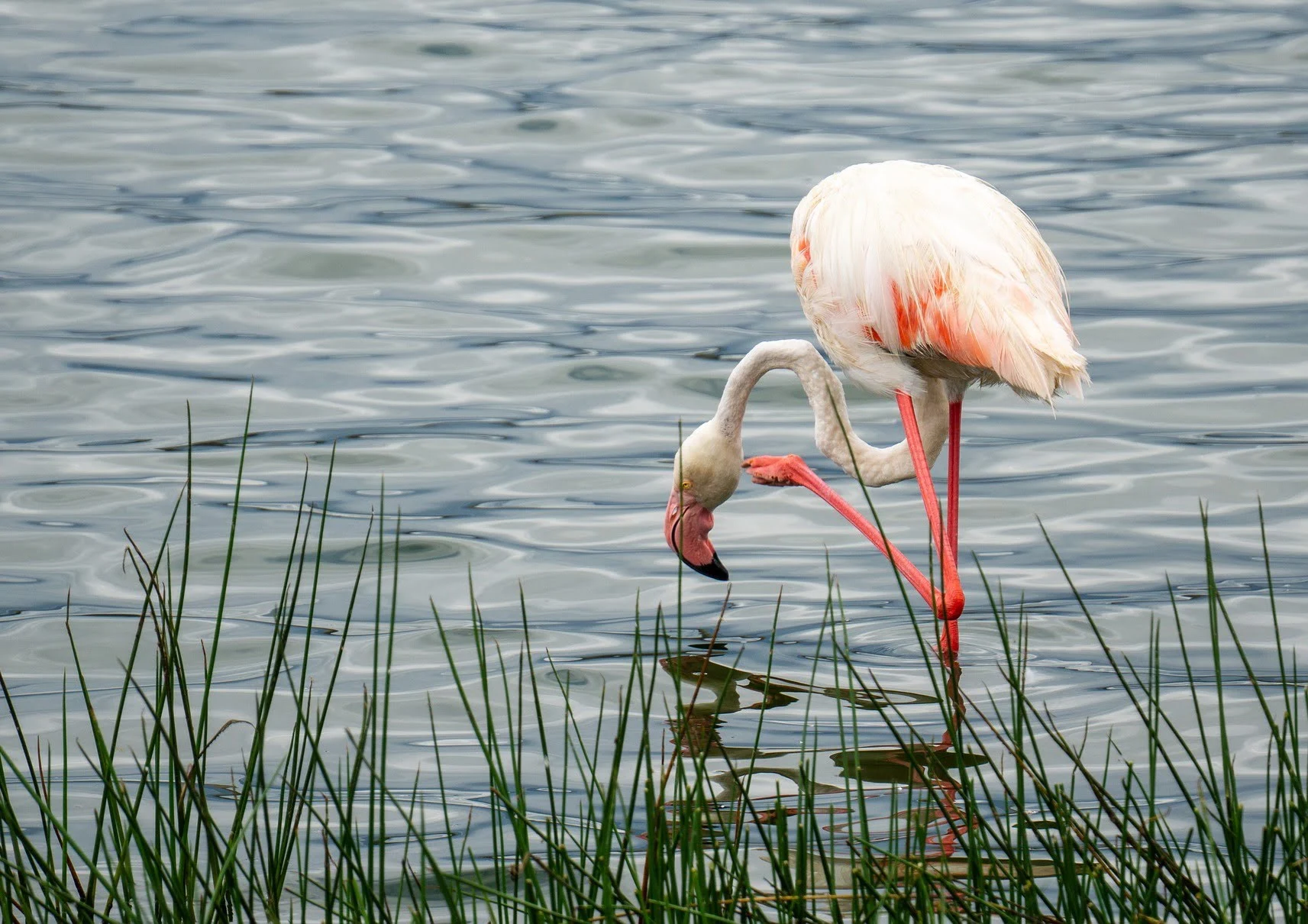 What flamingos like to eat