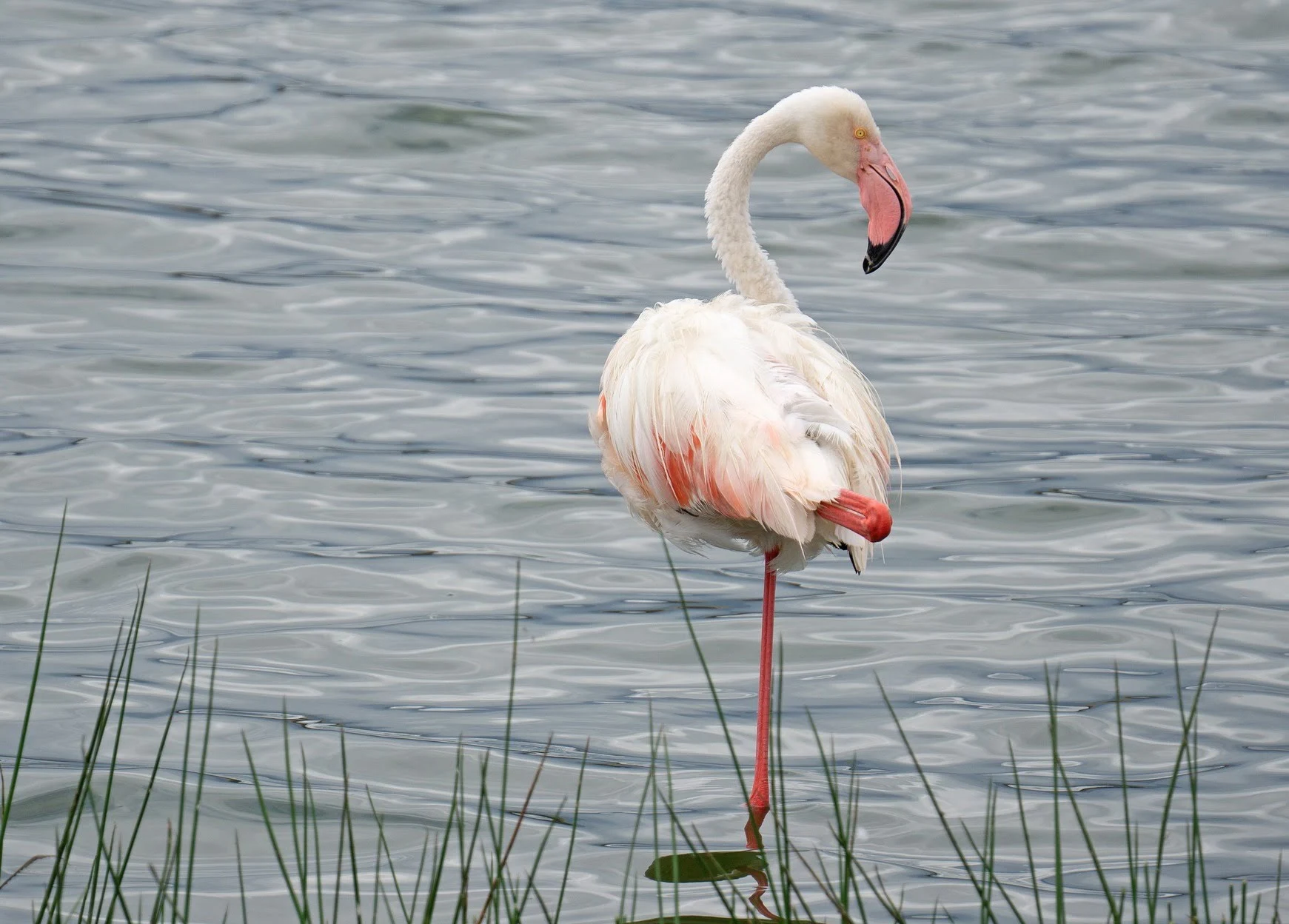 flamingo vocalization