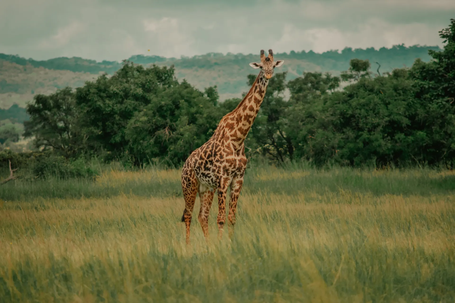 giraffe-arusha-mammals