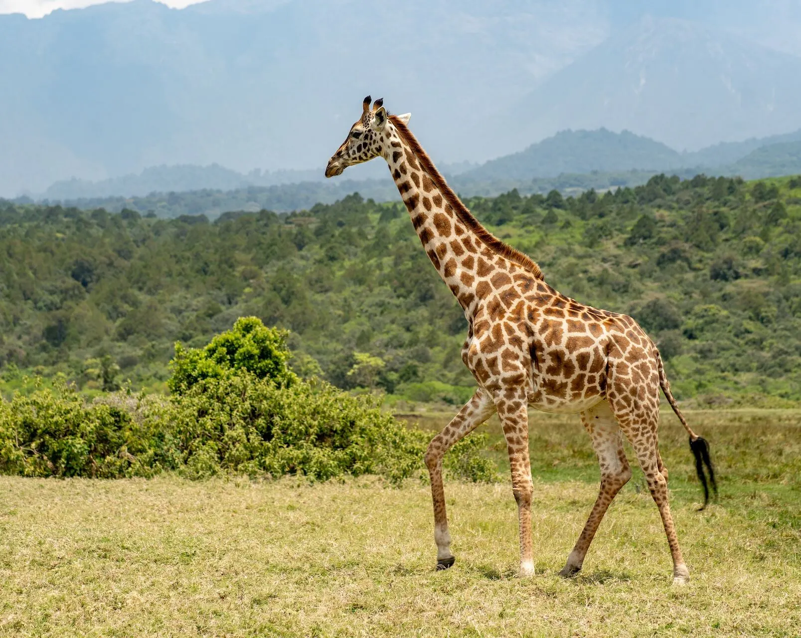 giraffe-how-to-reach-arusha