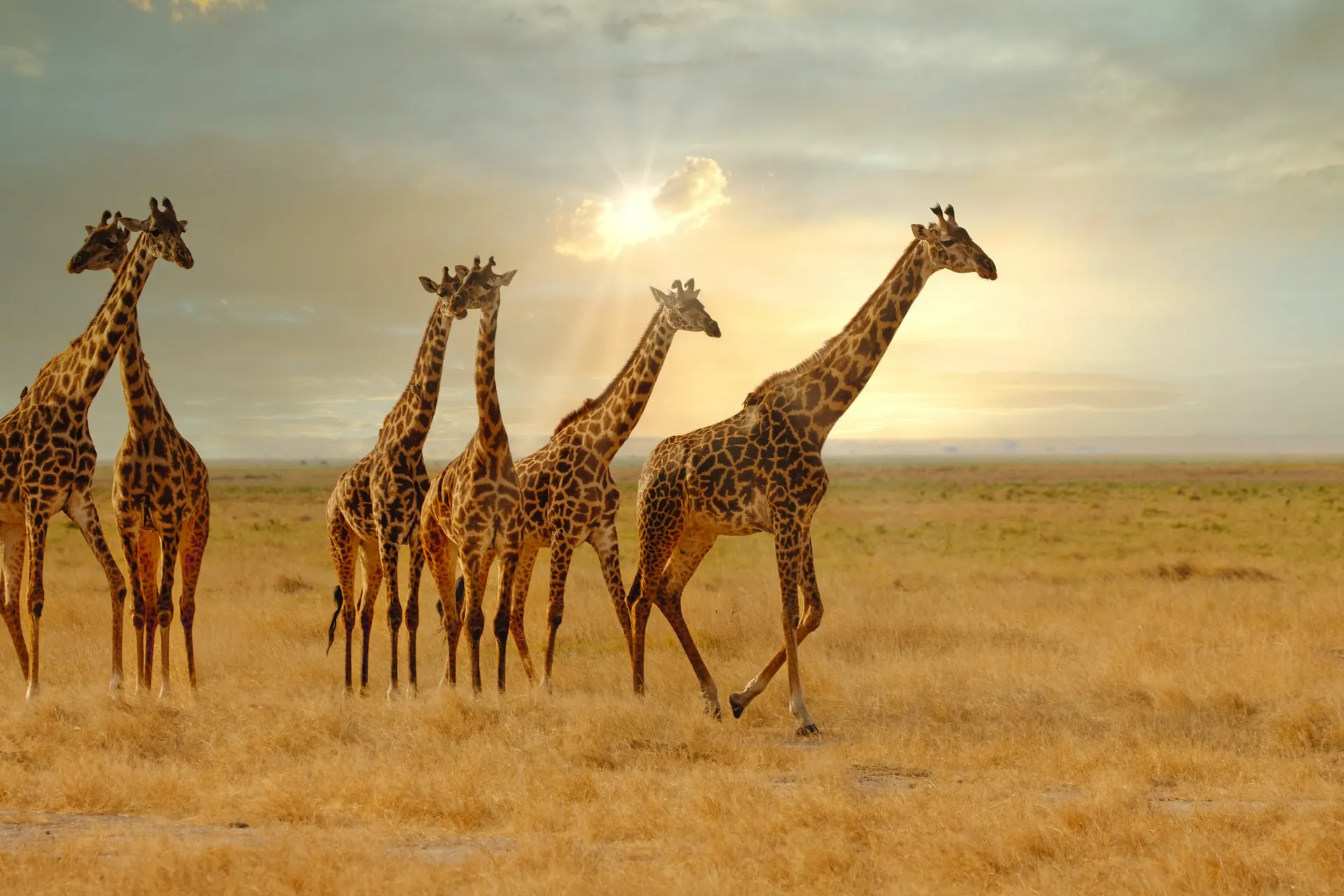 Herd of giraffe walking on a field