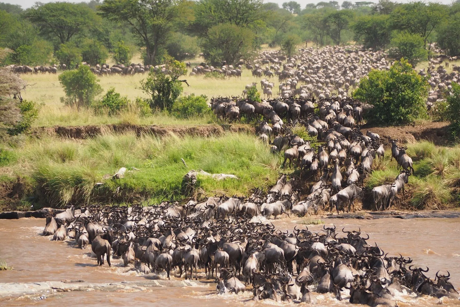 herd of wildebeest crossing the Mara River