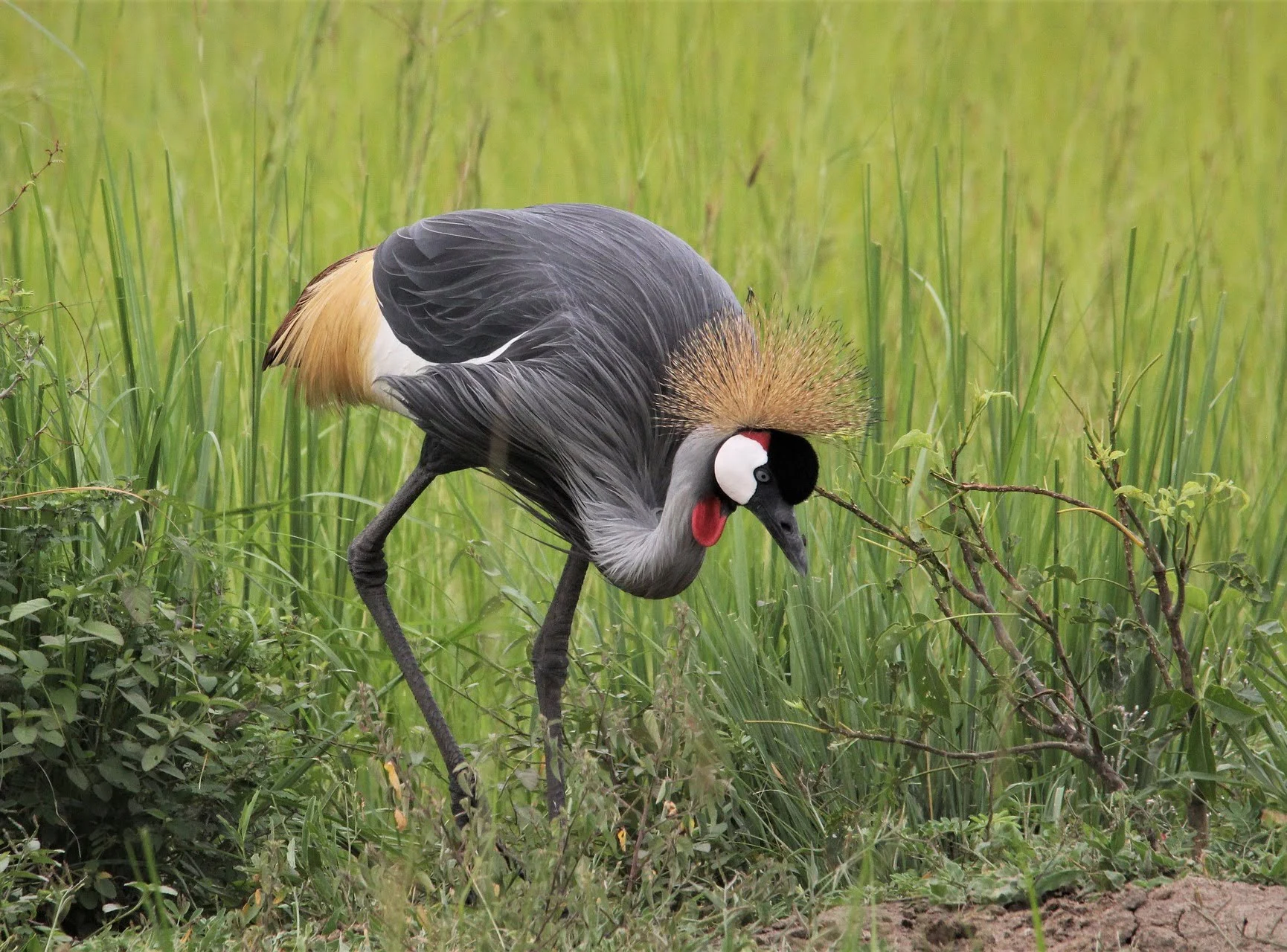 grey crowned crane appearance