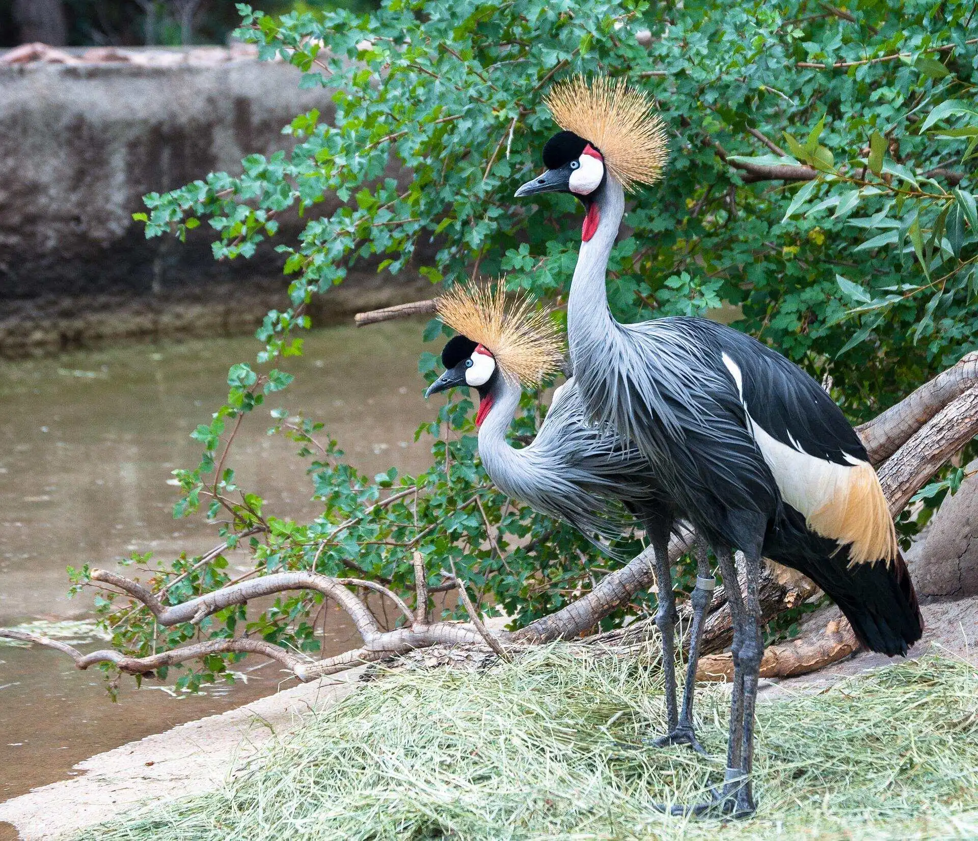 Grey Crowned Crane cultural significance