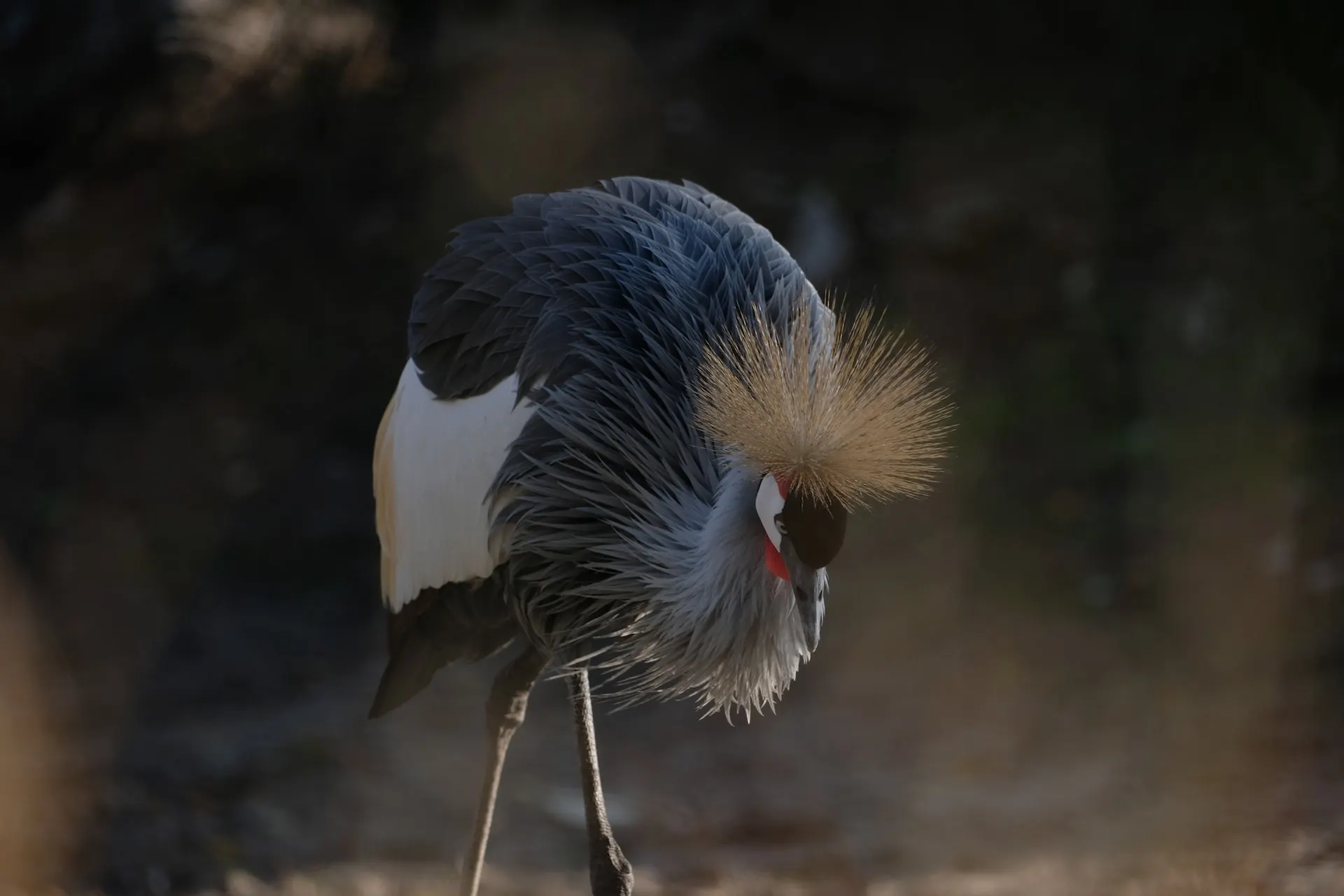 Grey Crowned Crane Habitat and Distribution