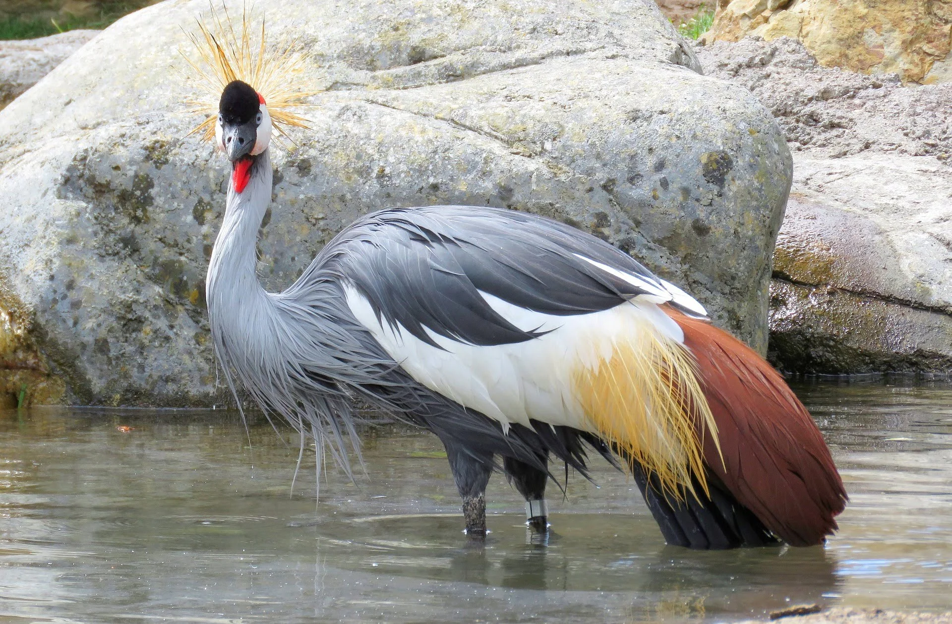 Grey Crowned Crane Migration Pattern