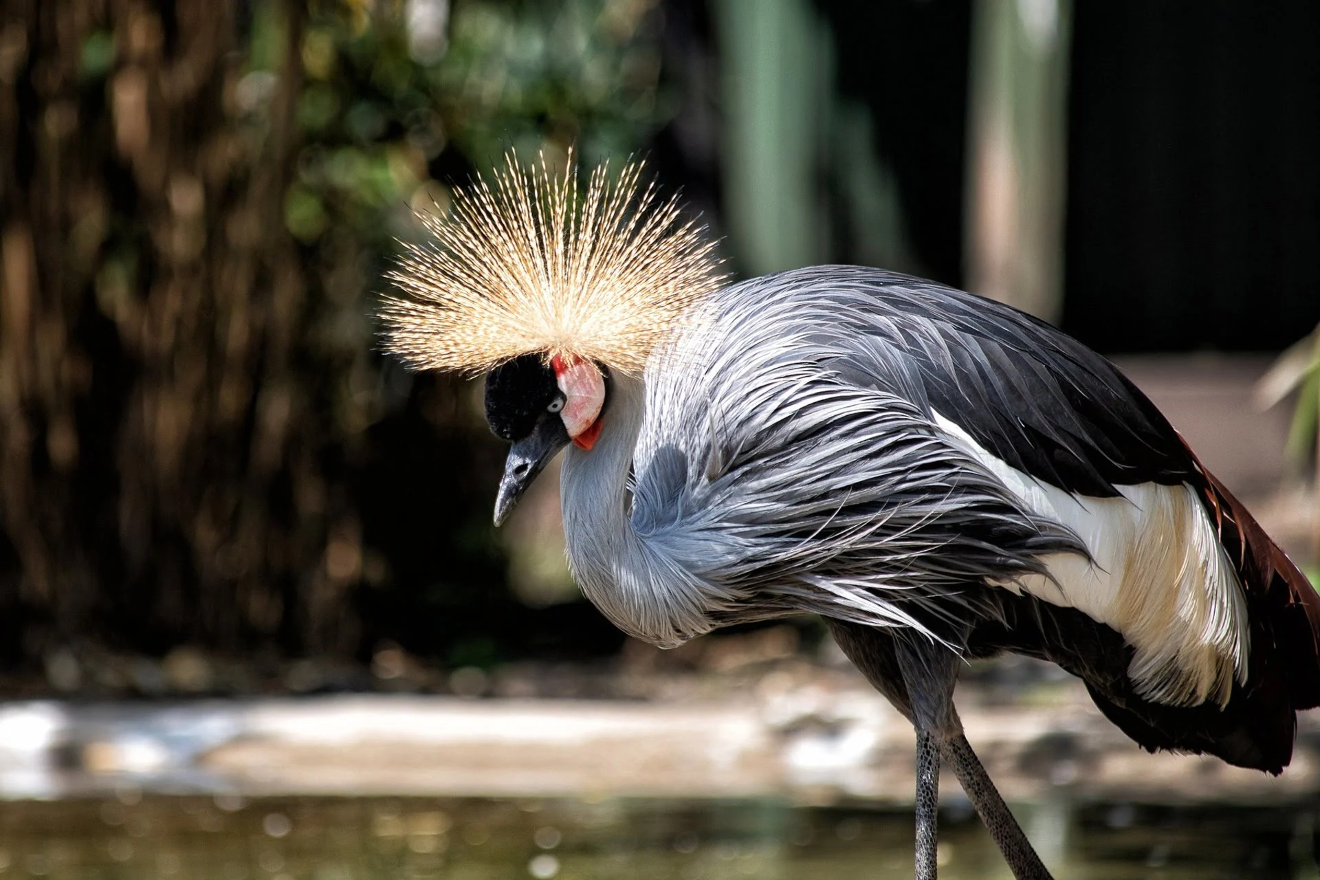 grey crowned crane overview